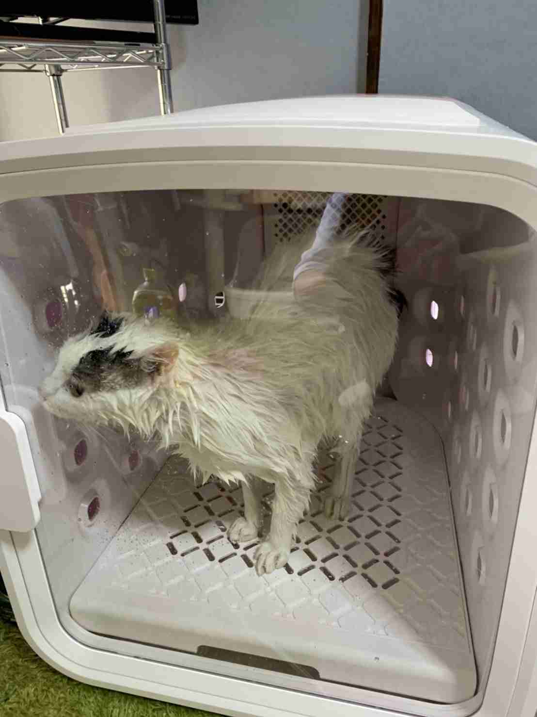 がるちゃん猫カフェ92号店開店しました♫(初めての方も大歓迎♫）