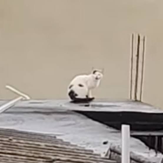 がるちゃん猫カフェ92号店開店しました♫(初めての方も大歓迎♫)