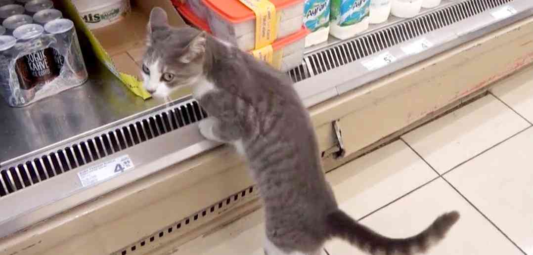 がるちゃん猫カフェ92号店開店しました♫(初めての方も大歓迎♫)