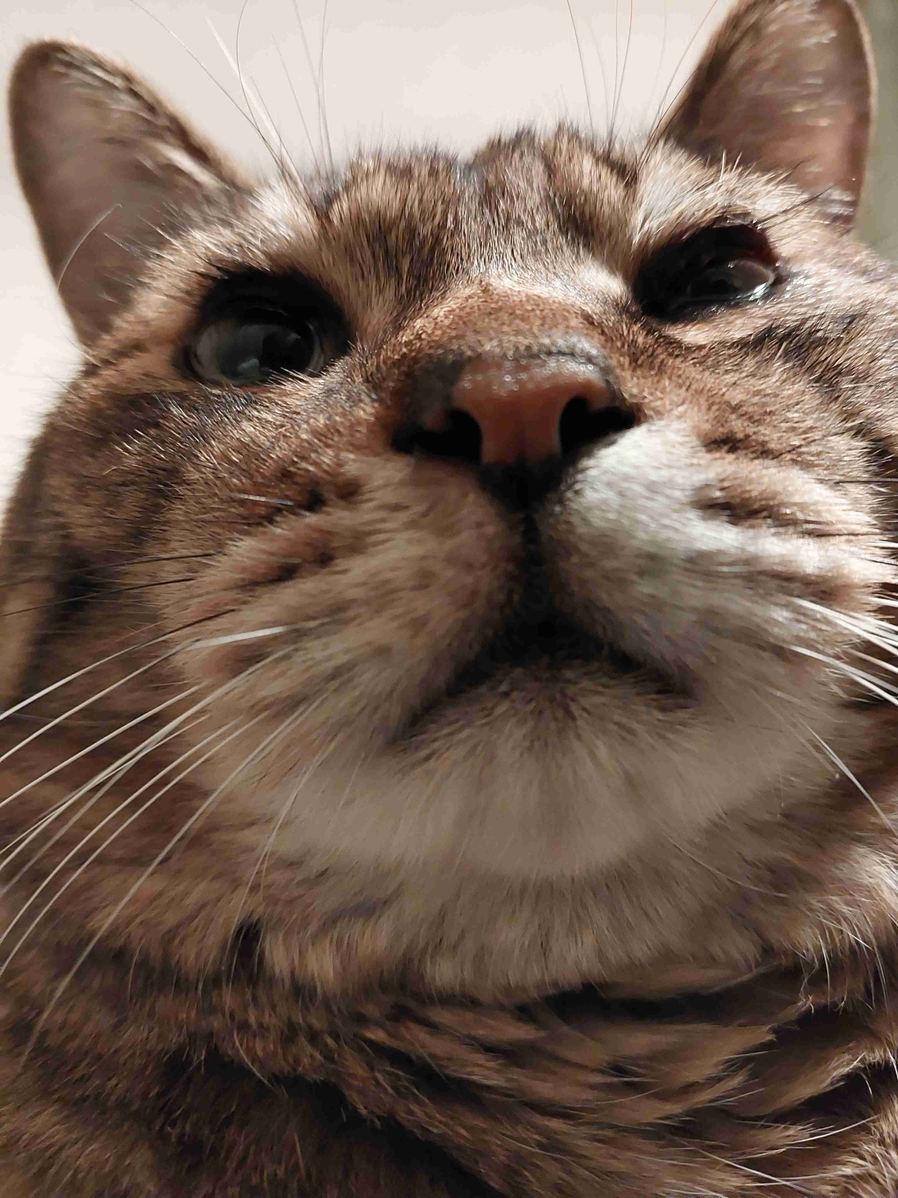 がるちゃん猫カフェ92号店開店しました♫(初めての方も大歓迎♫）