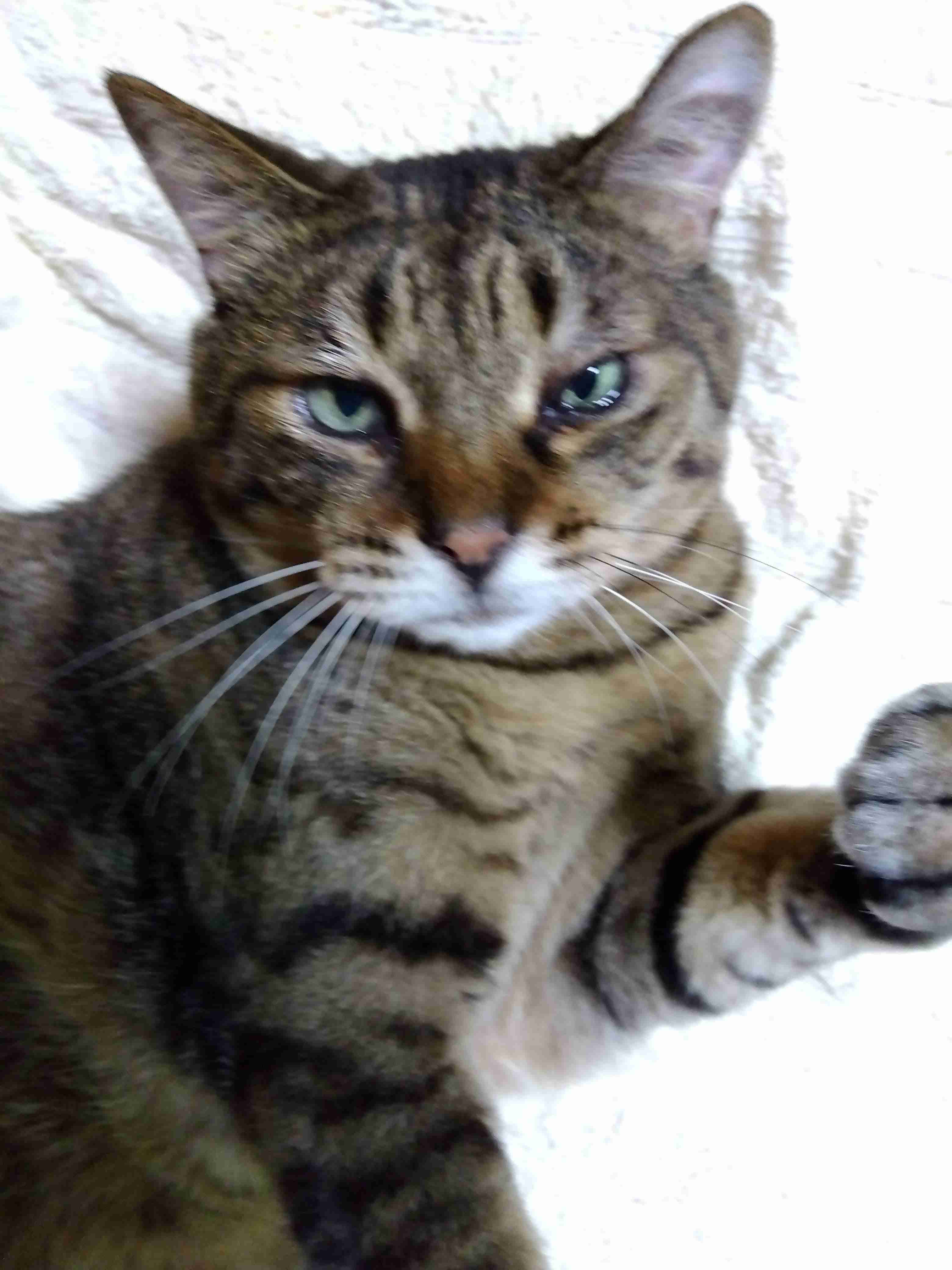 がるちゃん猫カフェ92号店開店しました♫(初めての方も大歓迎♫)