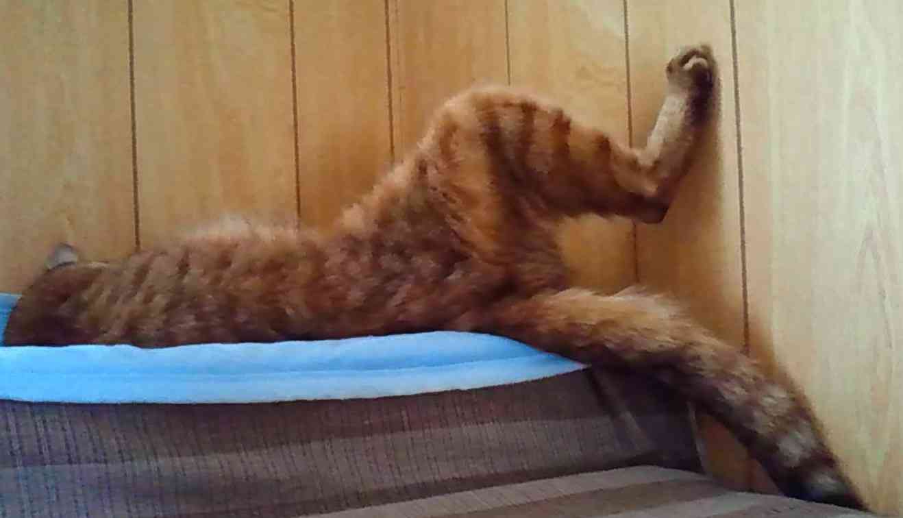 がるちゃん猫カフェ92号店開店しました♫(初めての方も大歓迎♫)