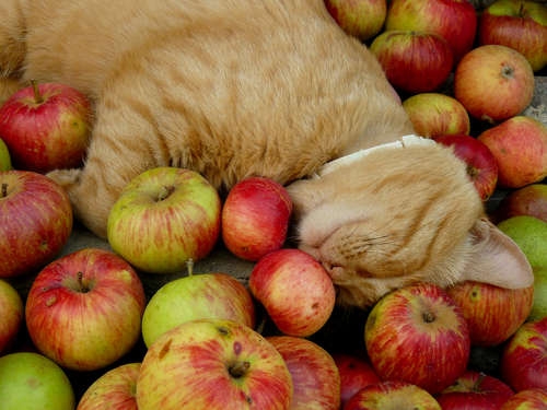 がるちゃん猫カフェ92号店開店しました♫(初めての方も大歓迎♫)