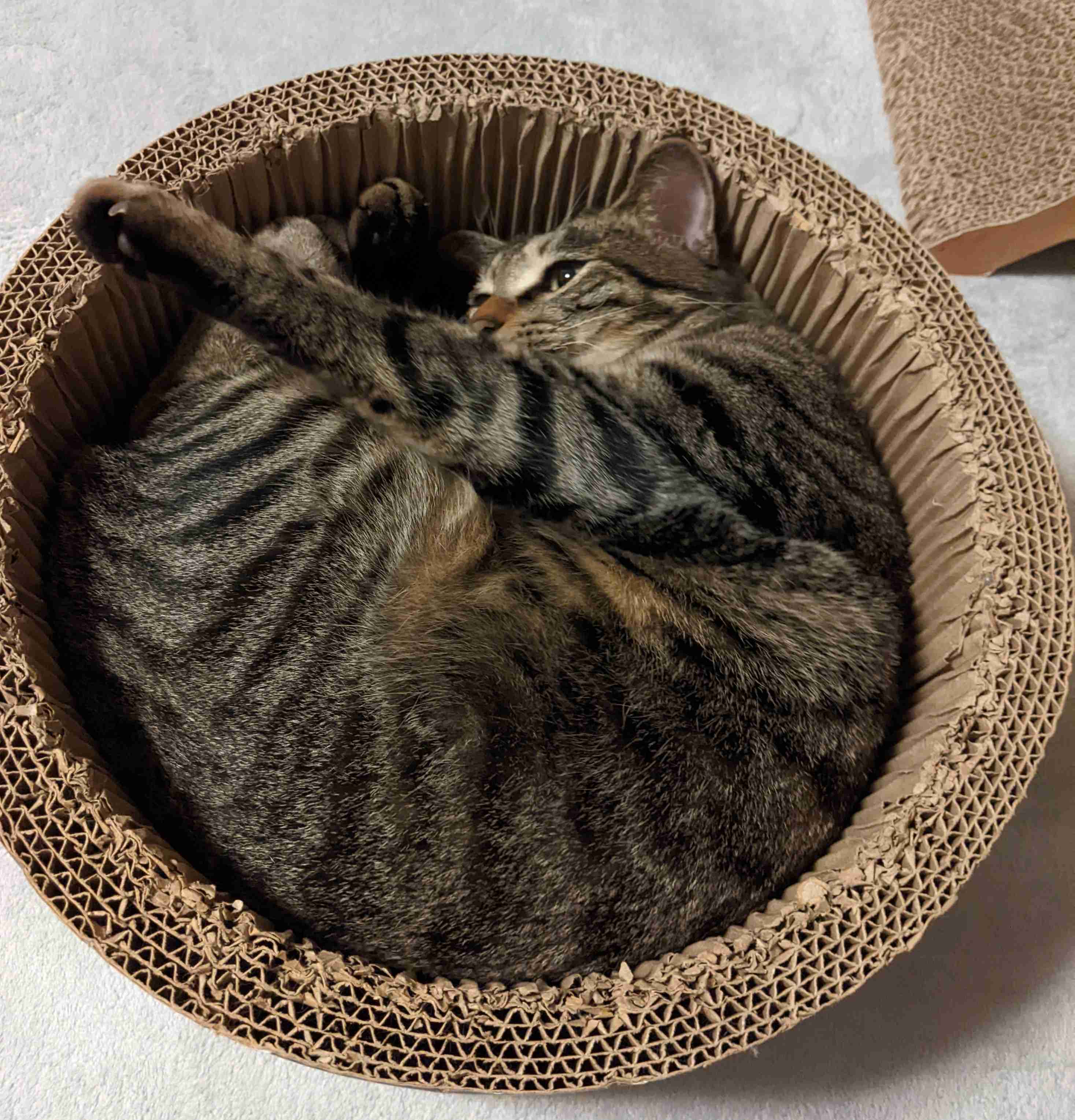 がるちゃん猫カフェ92号店開店しました♫(初めての方も大歓迎♫)