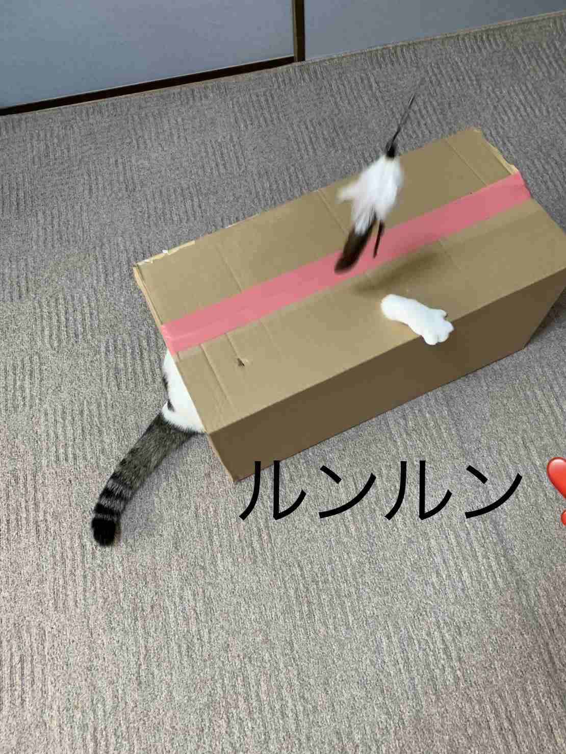 がるちゃん猫カフェ92号店開店しました♫(初めての方も大歓迎♫）