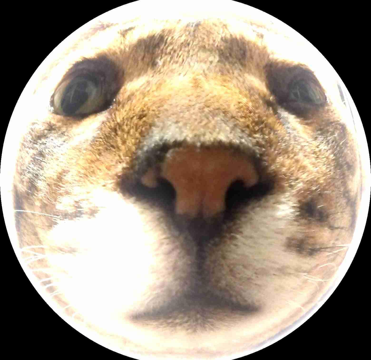 がるちゃん猫カフェ92号店開店しました♫(初めての方も大歓迎♫)