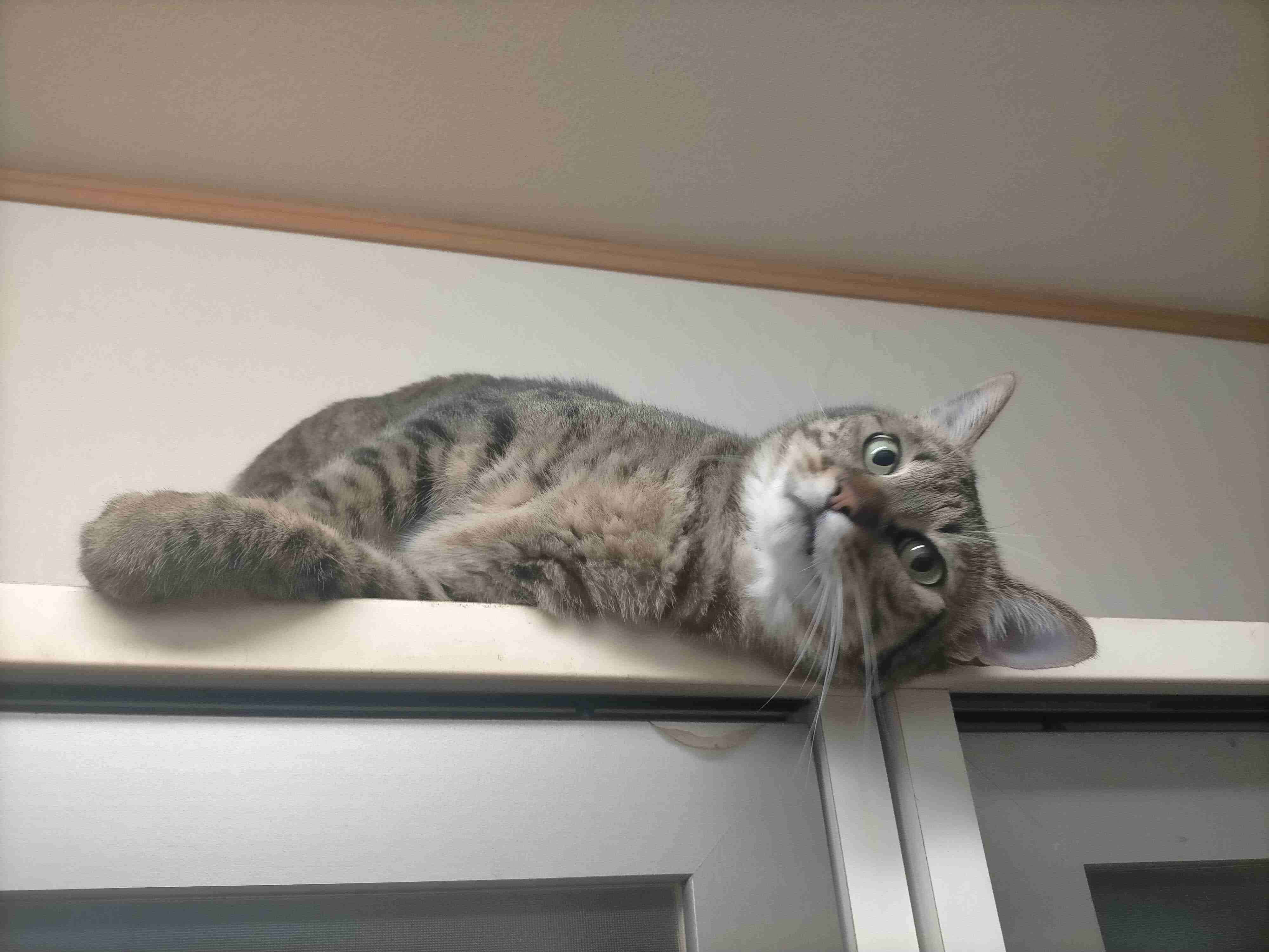 がるちゃん猫カフェ92号店開店しました♫(初めての方も大歓迎♫)