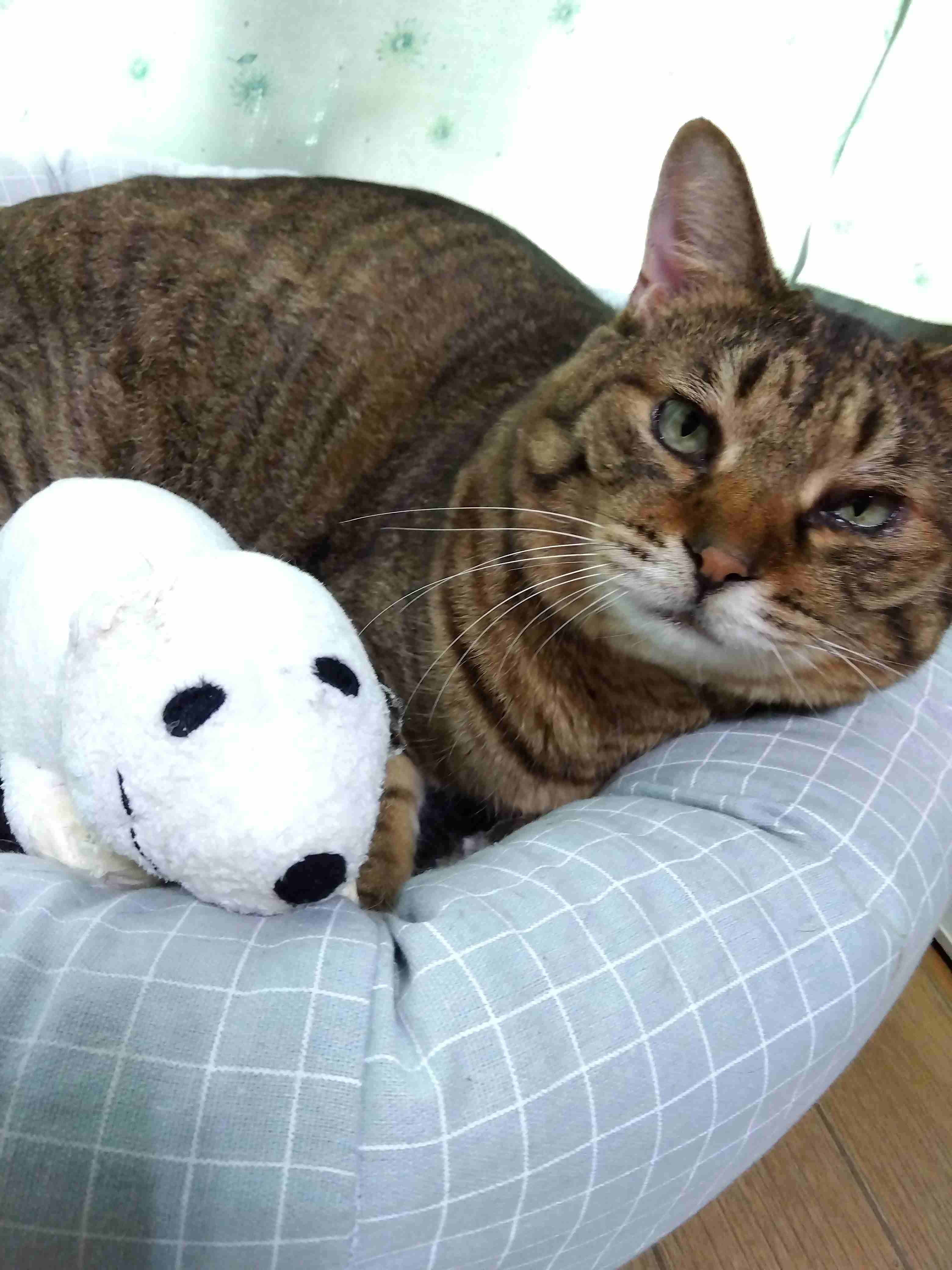 がるちゃん猫カフェ92号店開店しました♫(初めての方も大歓迎♫)