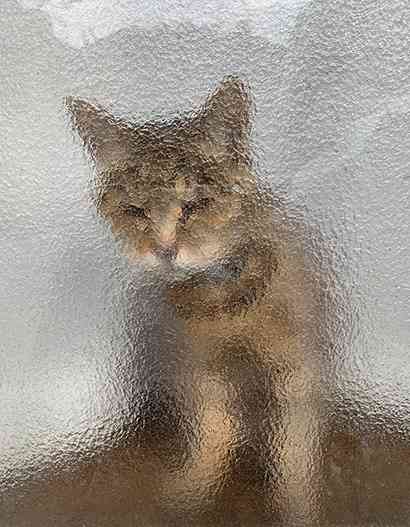 がるちゃん猫カフェ92号店開店しました♫(初めての方も大歓迎♫)