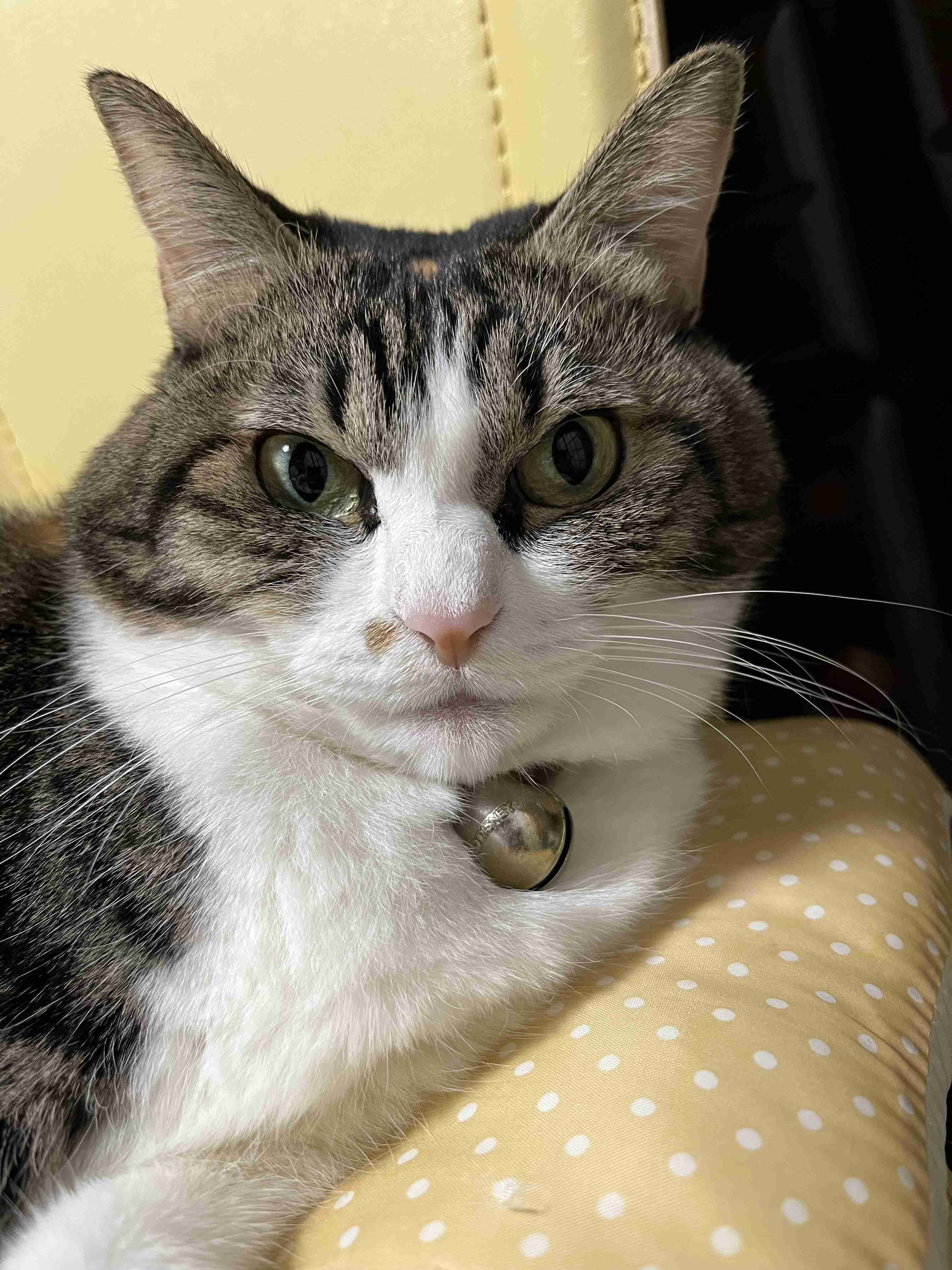 がるちゃん猫カフェ92号店開店しました♫(初めての方も大歓迎♫)