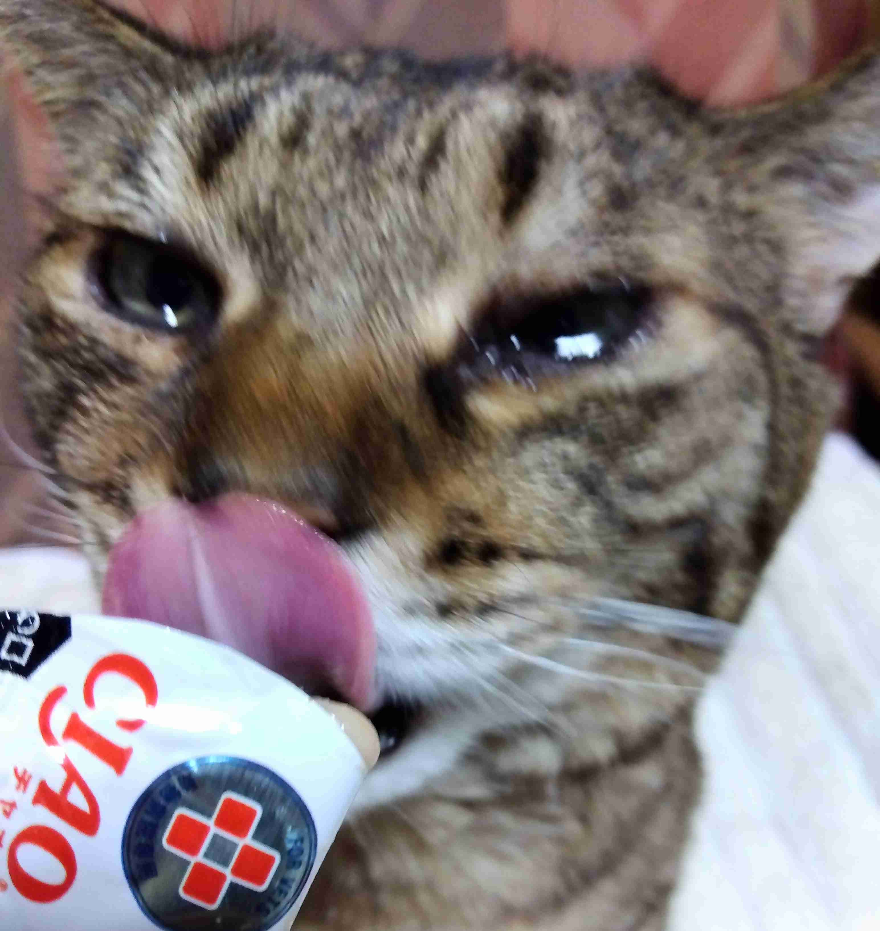 がるちゃん猫カフェ92号店開店しました♫(初めての方も大歓迎♫)