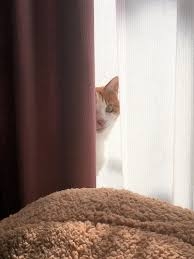 がるちゃん猫カフェ92号店開店しました♫(初めての方も大歓迎♫)