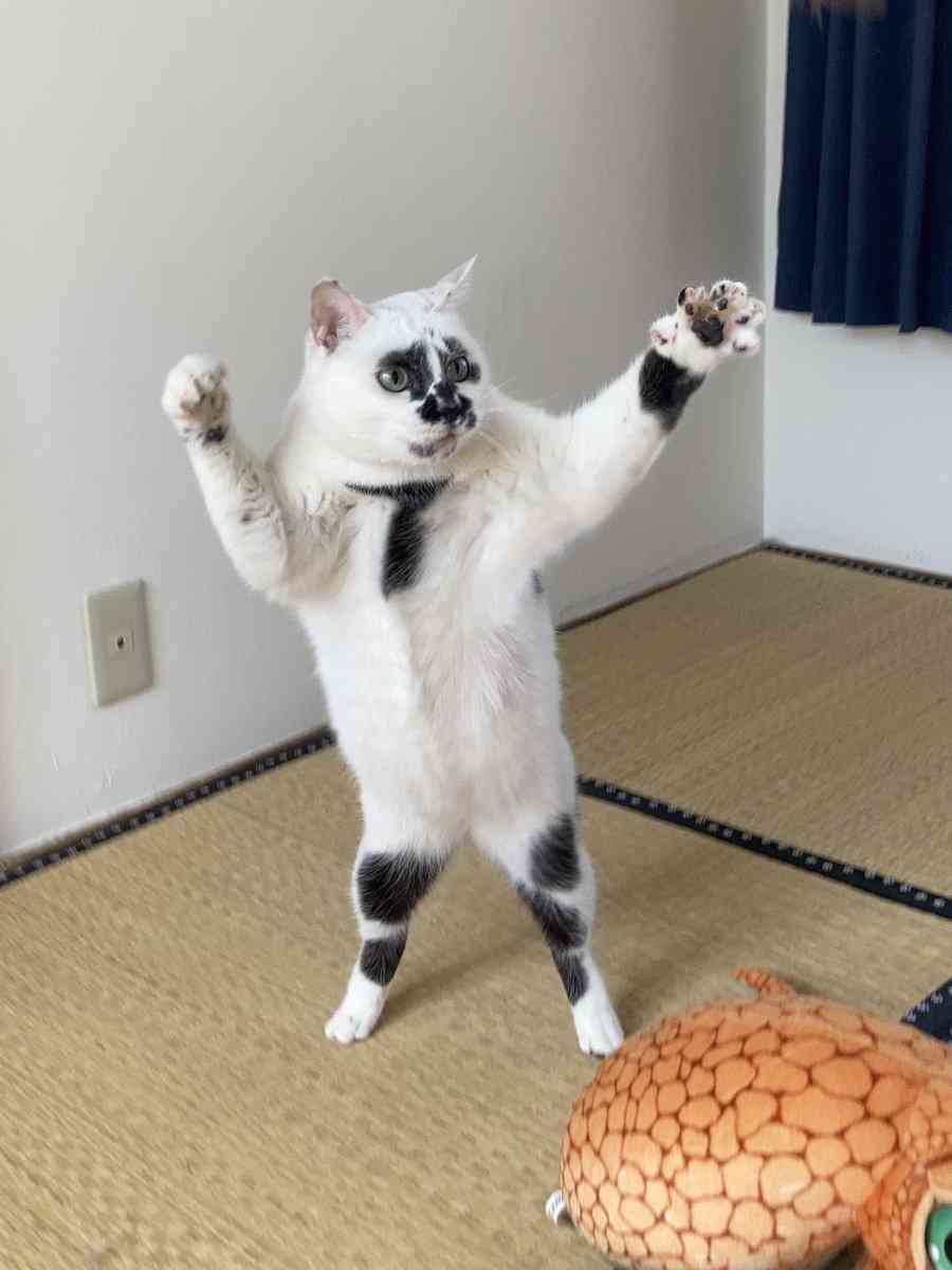 がるちゃん猫カフェ92号店開店しました♫(初めての方も大歓迎♫)