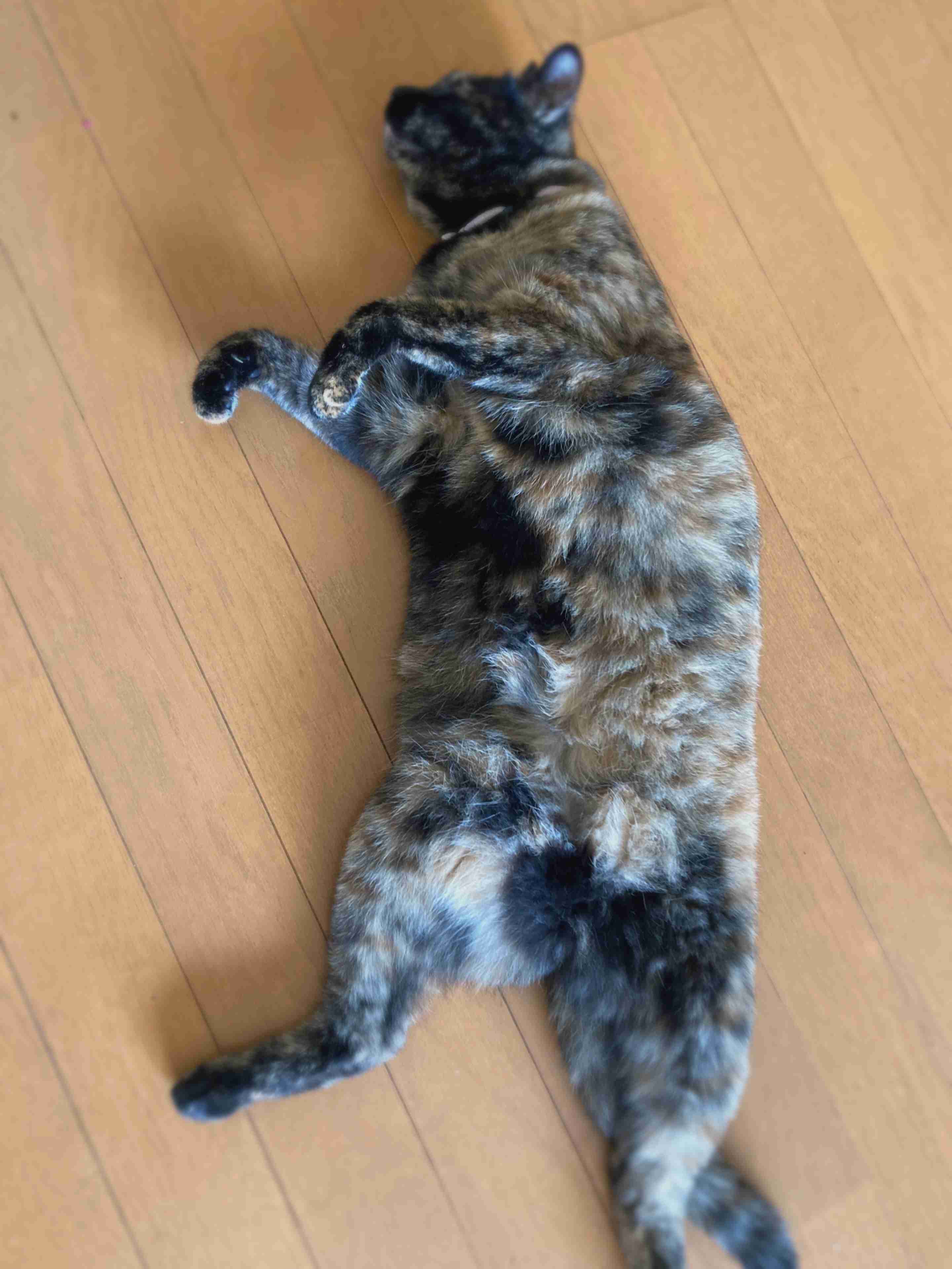 がるちゃん猫カフェ92号店開店しました♫(初めての方も大歓迎♫)