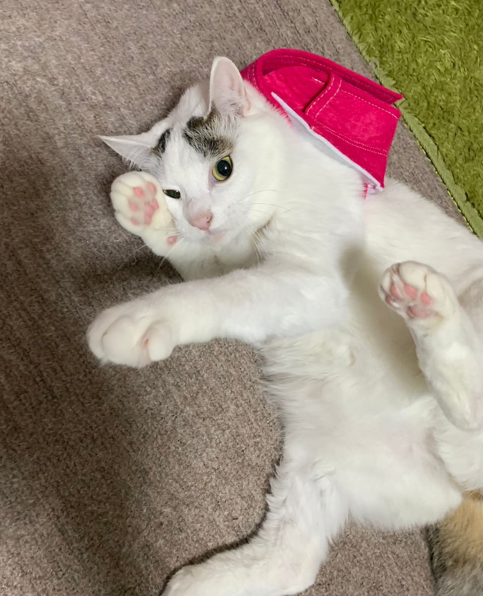 がるちゃん猫カフェ92号店開店しました♫(初めての方も大歓迎♫）