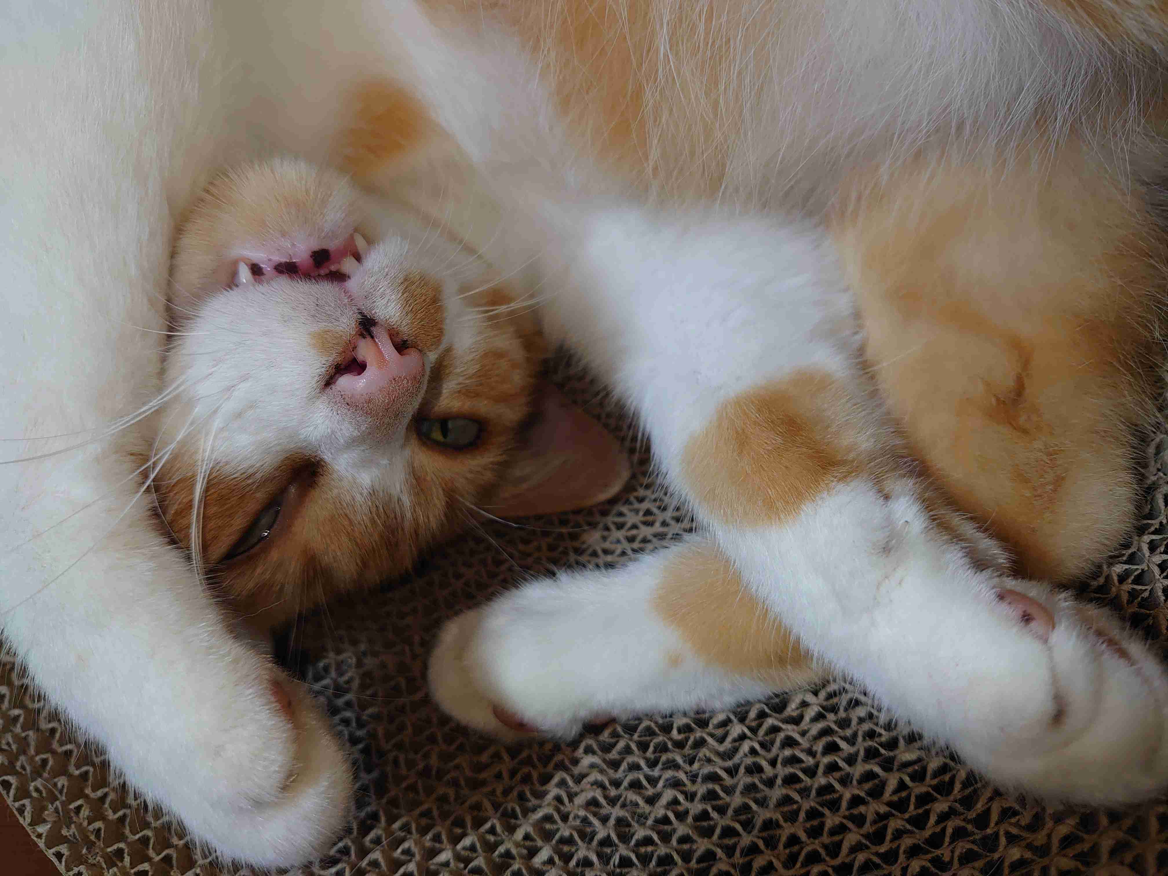 がるちゃん猫カフェ92号店開店しました♫(初めての方も大歓迎♫)