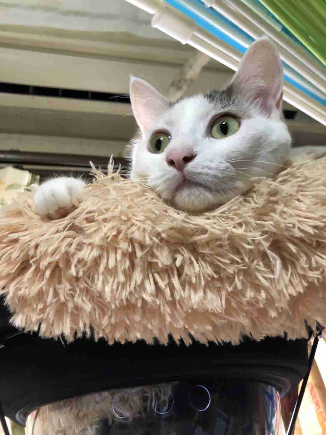 がるちゃん猫カフェ92号店開店しました♫(初めての方も大歓迎♫)