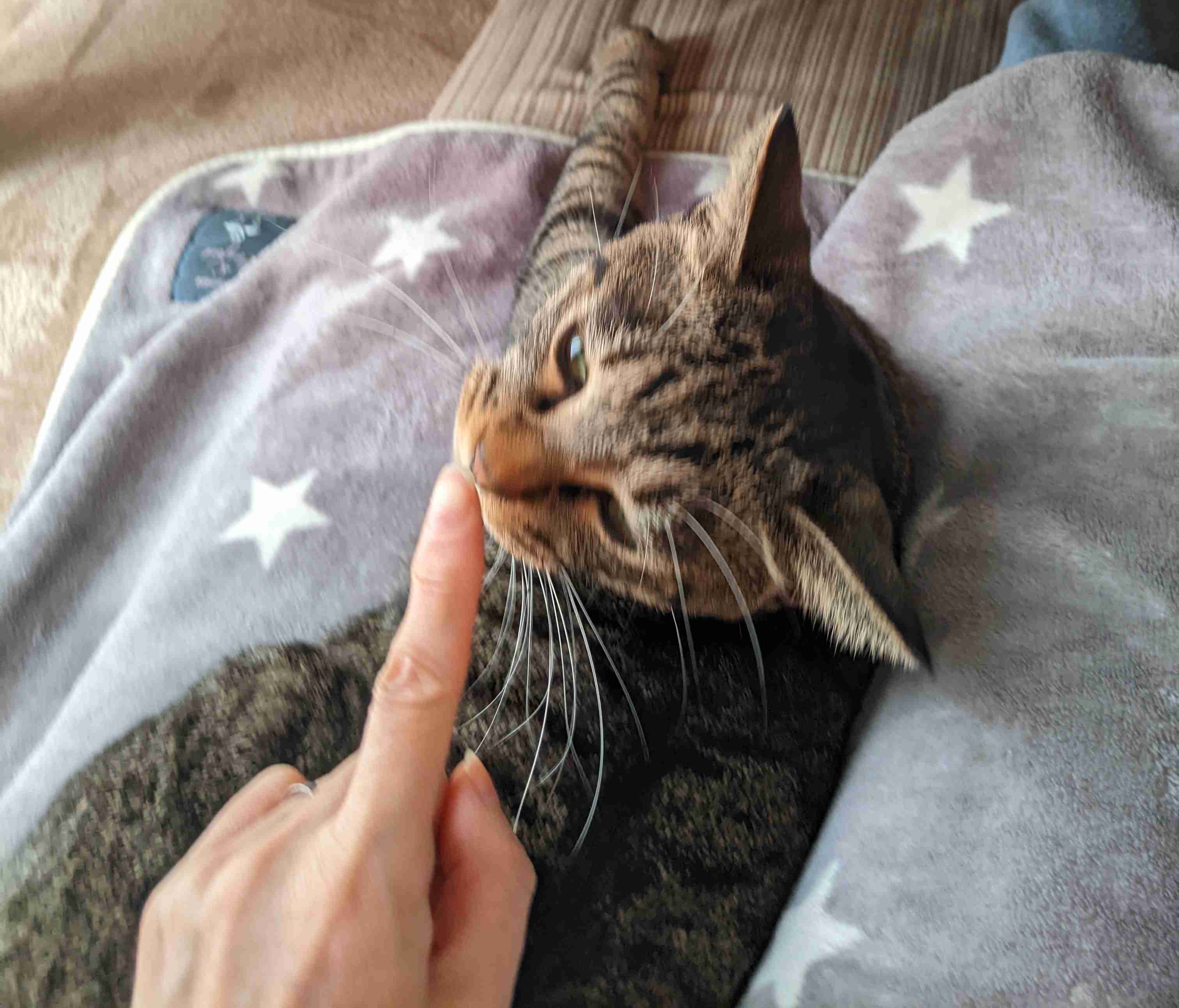 がるちゃん猫カフェ92号店開店しました♫(初めての方も大歓迎♫）