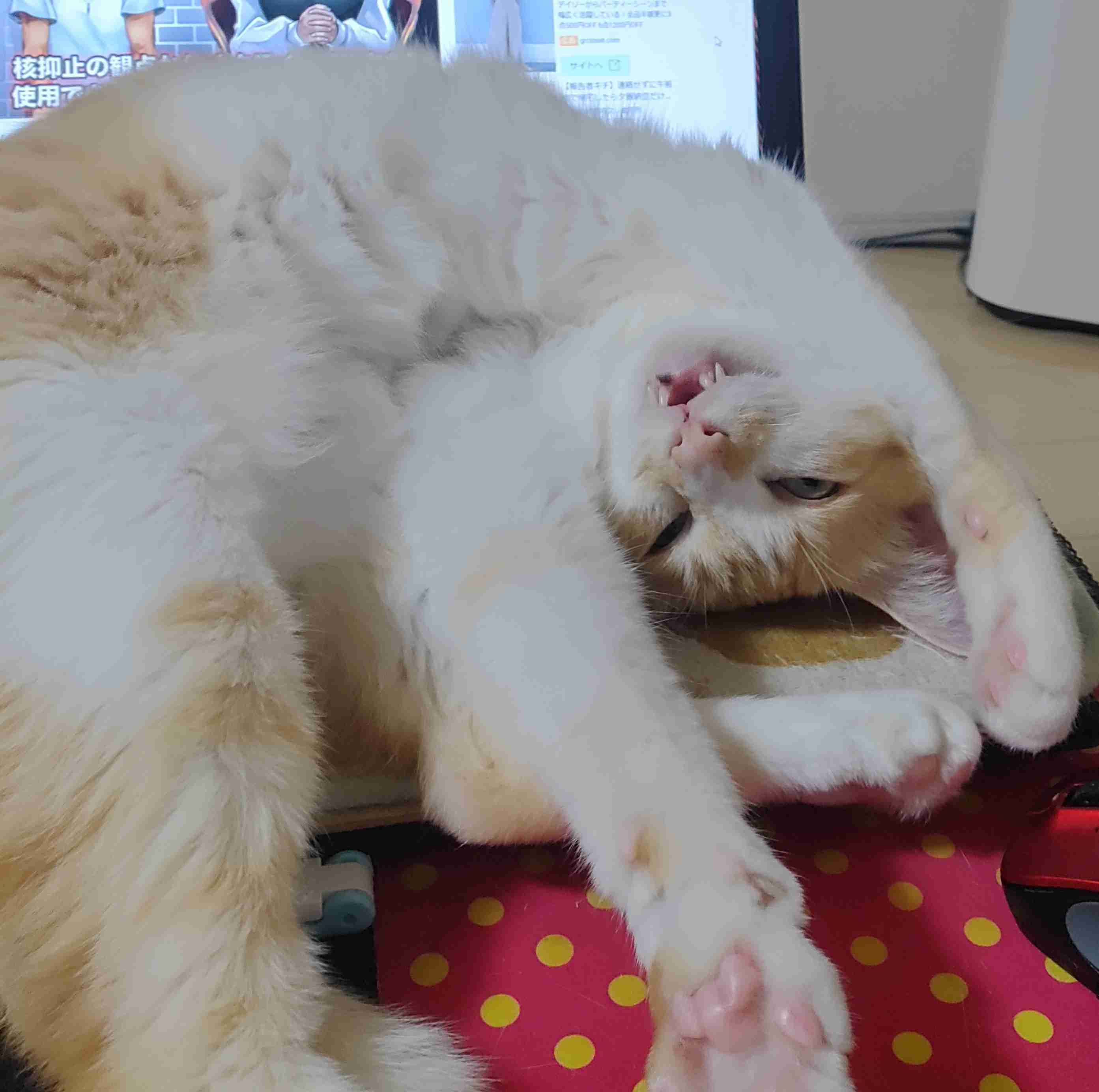 がるちゃん猫カフェ92号店開店しました♫(初めての方も大歓迎♫)