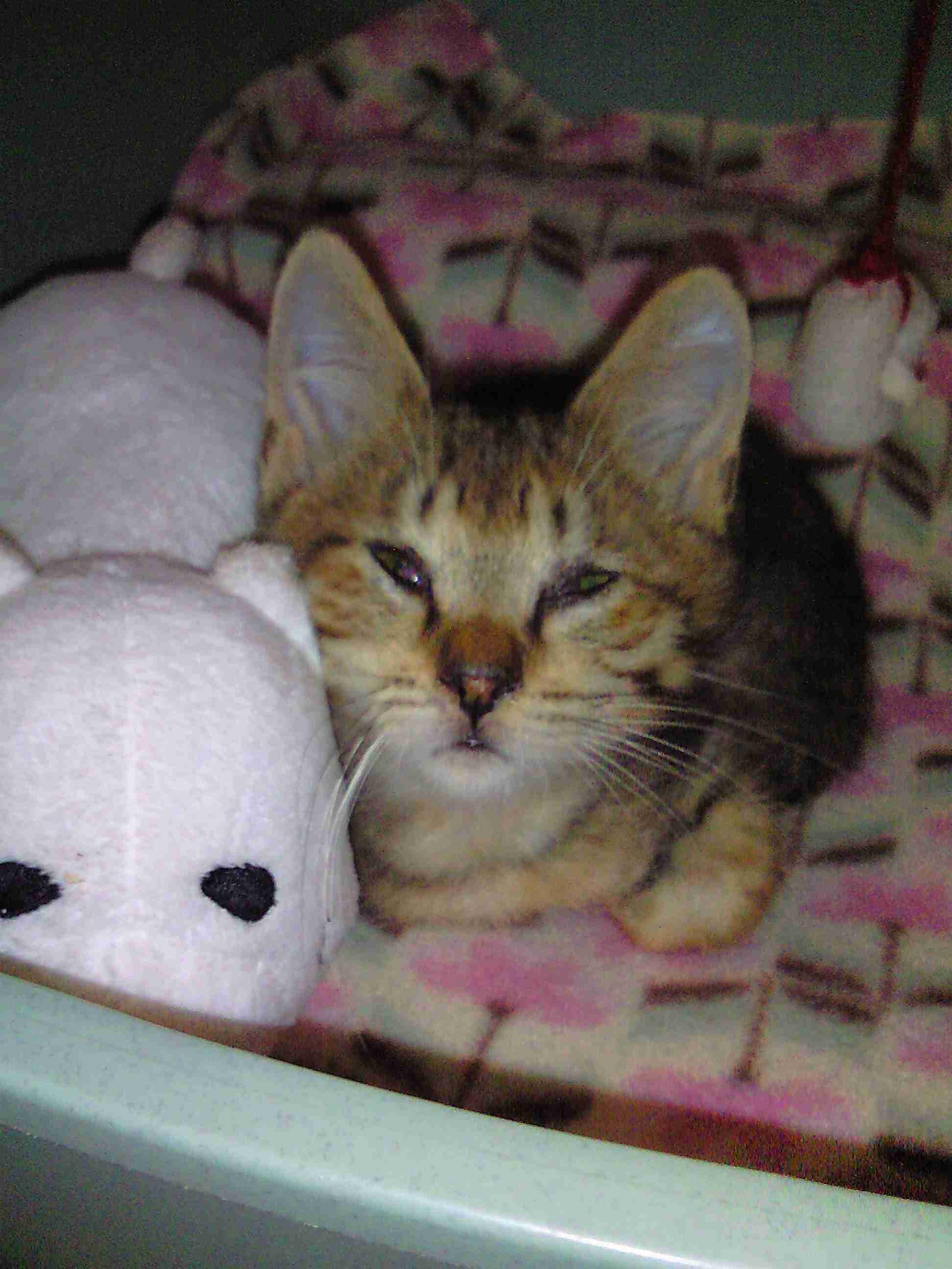 がるちゃん猫カフェ92号店開店しました♫(初めての方も大歓迎♫)