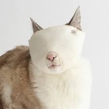 がるちゃん猫カフェ92号店開店しました♫(初めての方も大歓迎♫）