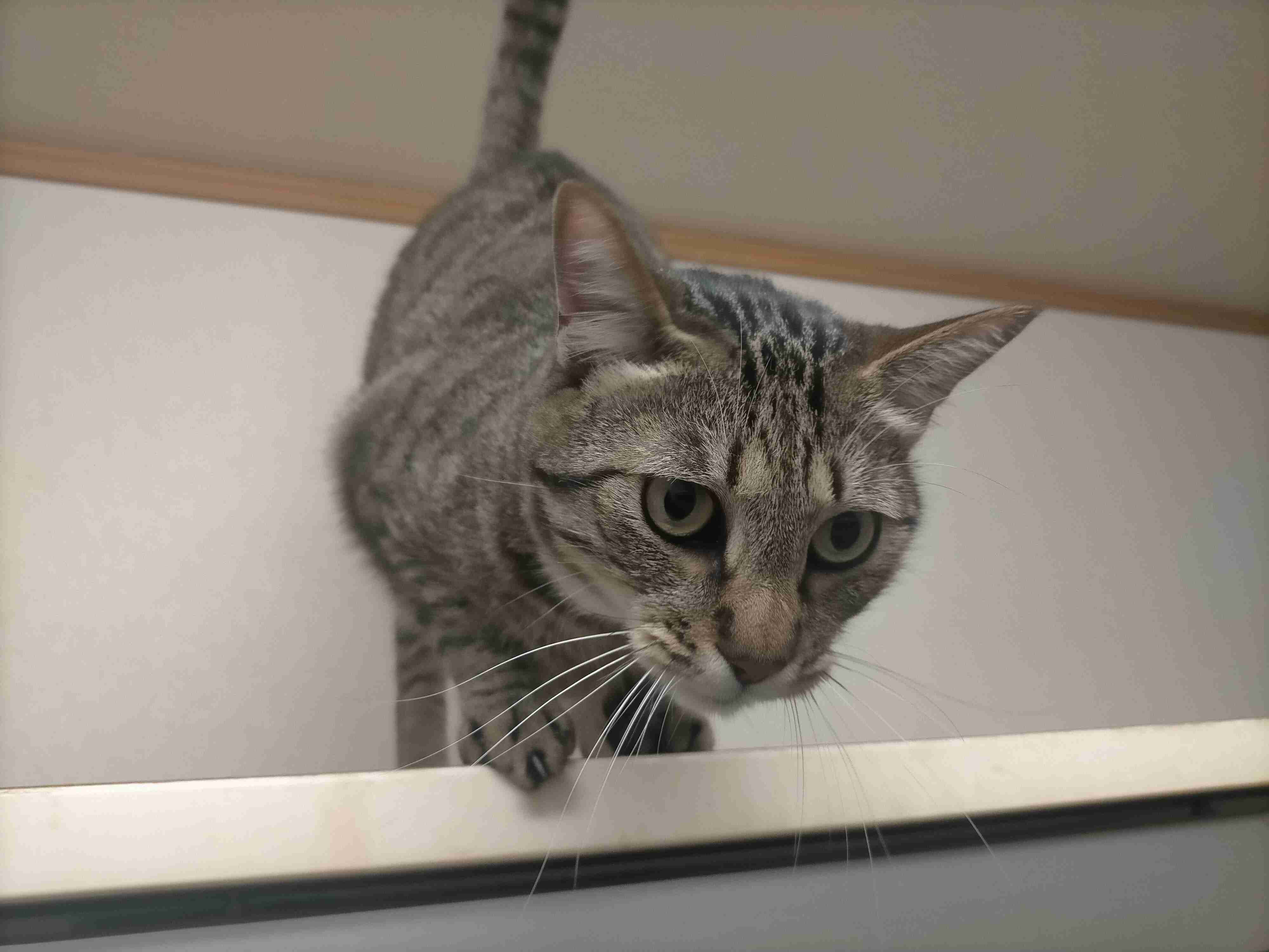 がるちゃん猫カフェ92号店開店しました♫(初めての方も大歓迎♫）