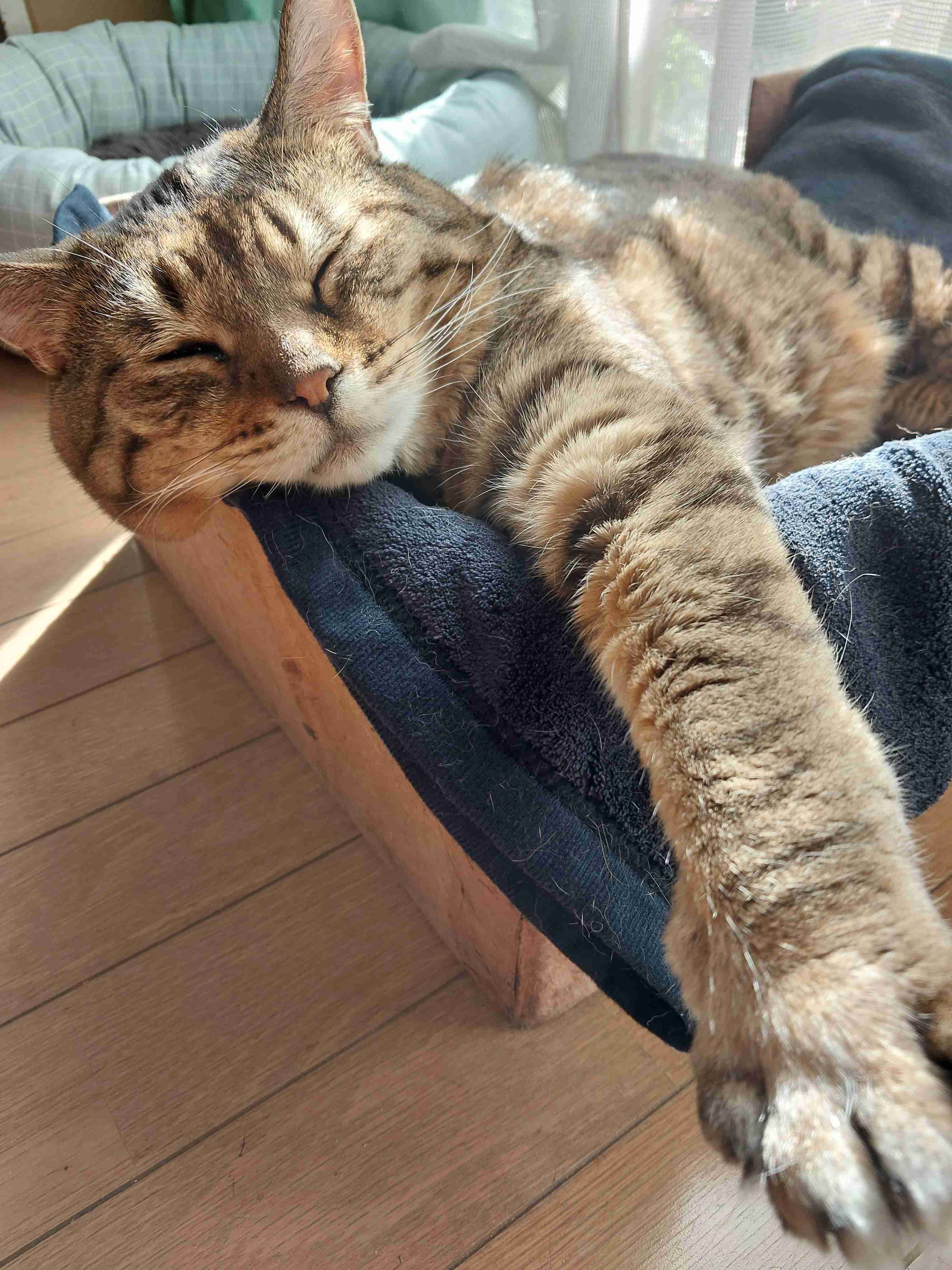 がるちゃん猫カフェ92号店開店しました♫(初めての方も大歓迎♫)