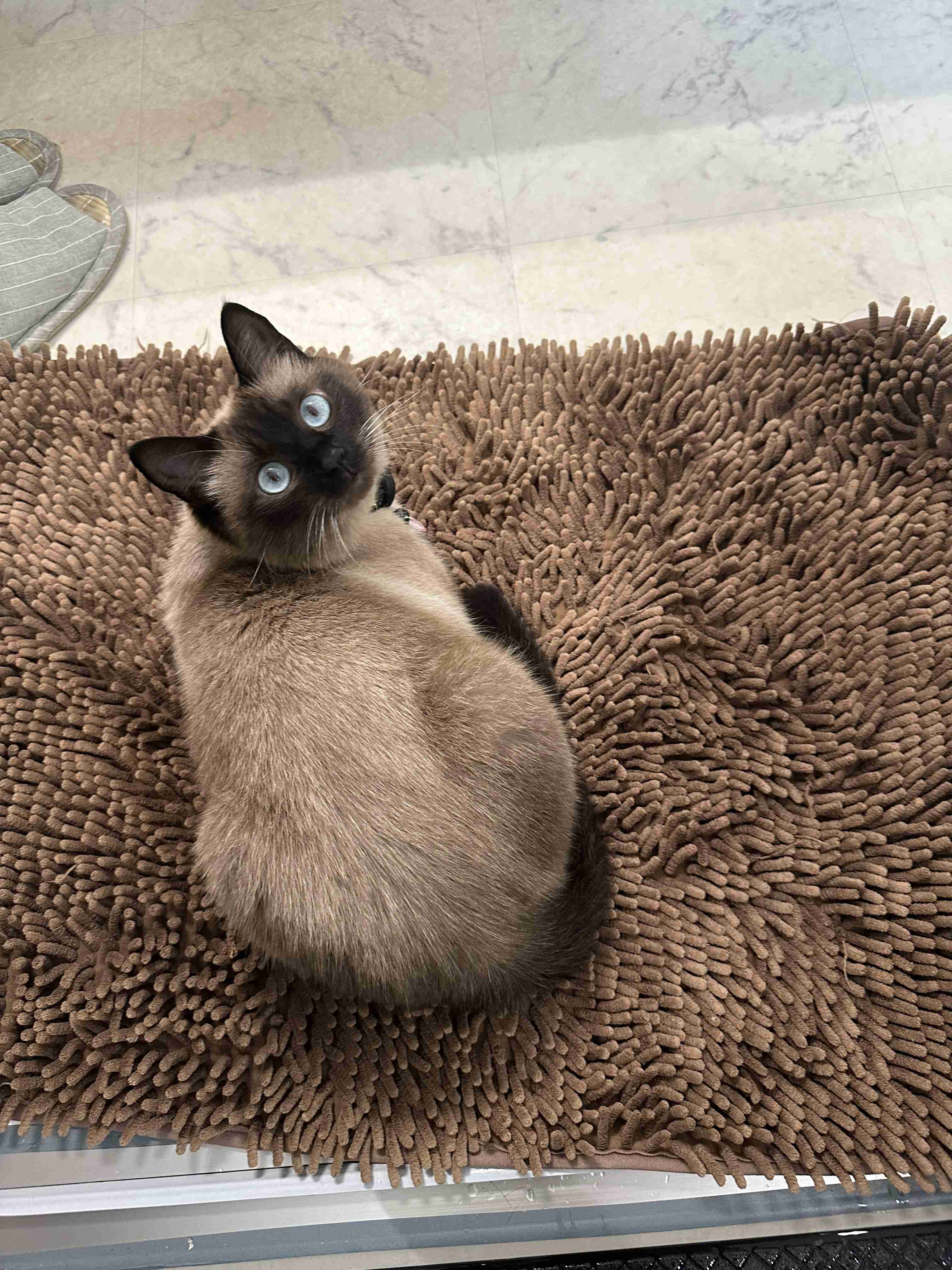 がるちゃん猫カフェ92号店開店しました♫(初めての方も大歓迎♫)