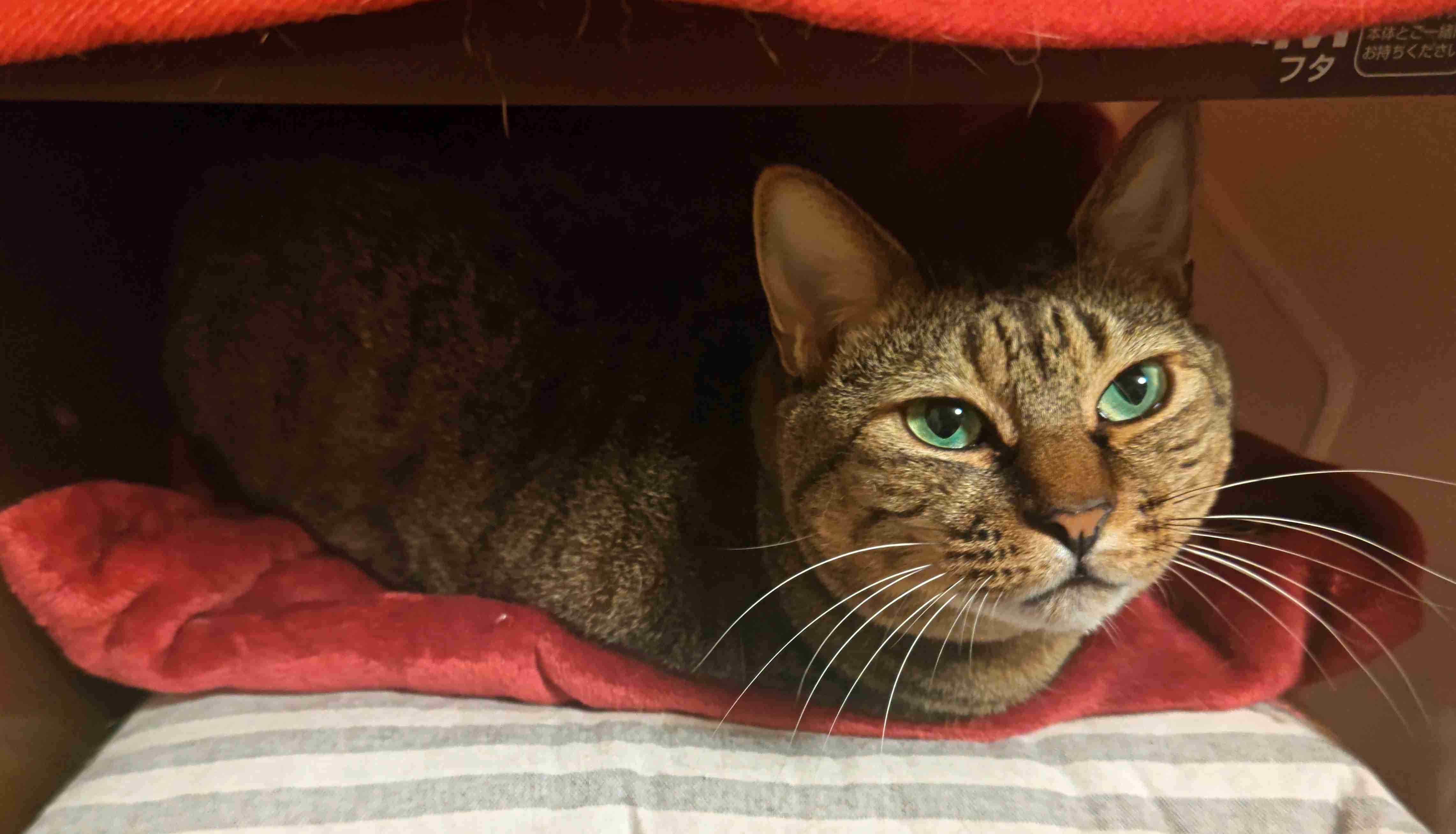 がるちゃん猫カフェ92号店開店しました♫(初めての方も大歓迎♫)