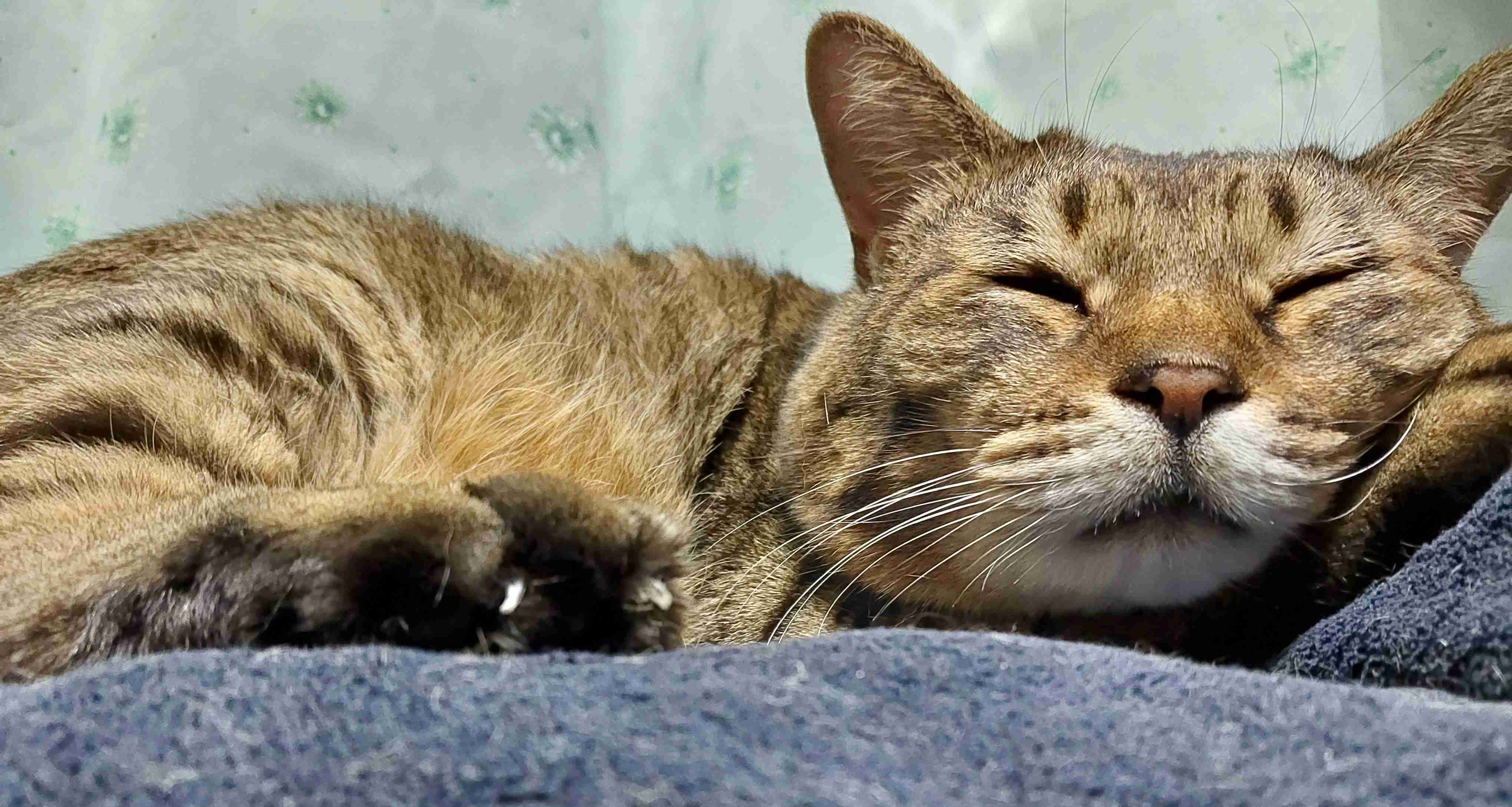 がるちゃん猫カフェ92号店開店しました♫(初めての方も大歓迎♫）