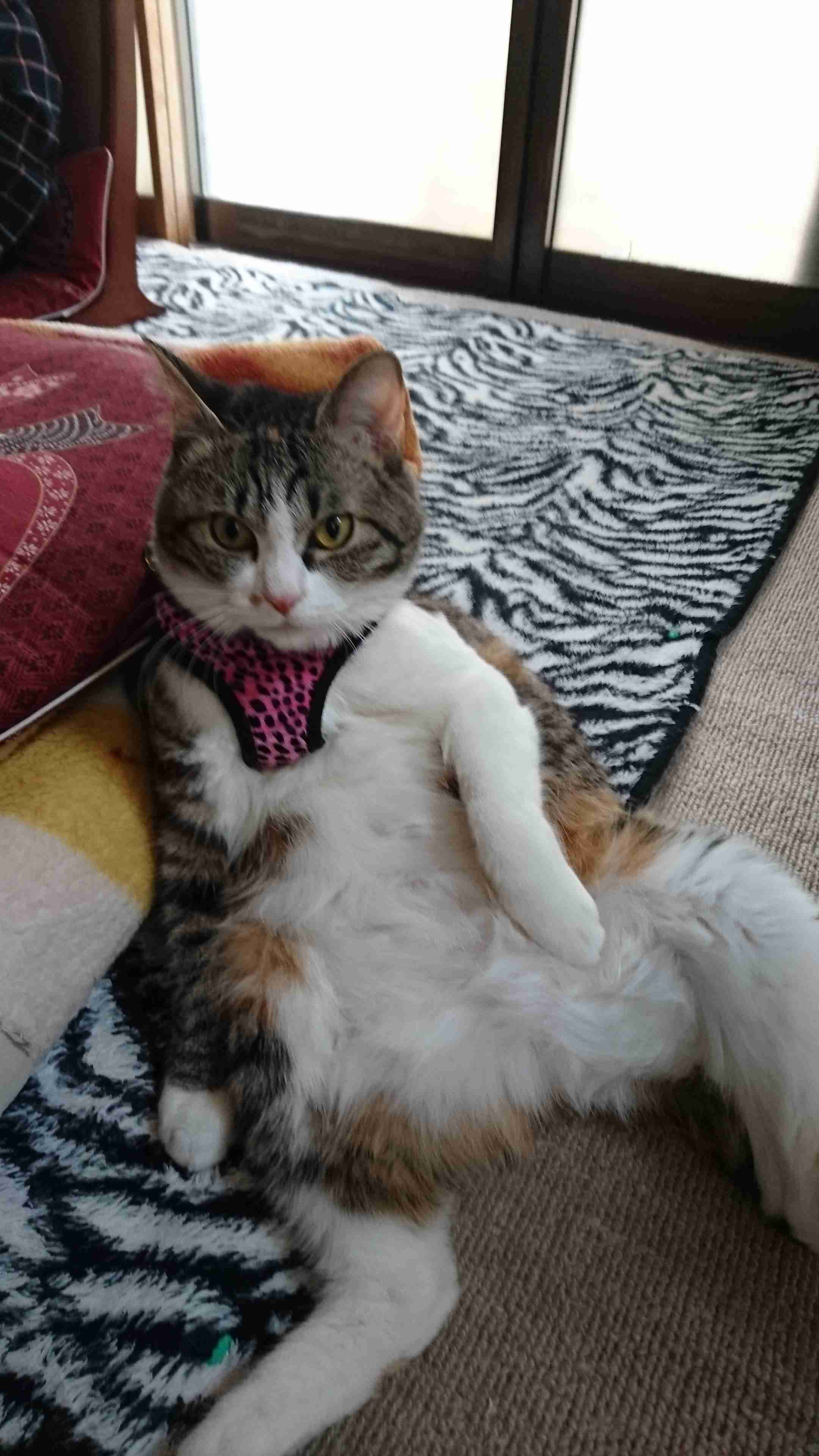 がるちゃん猫カフェ92号店開店しました♫(初めての方も大歓迎♫)