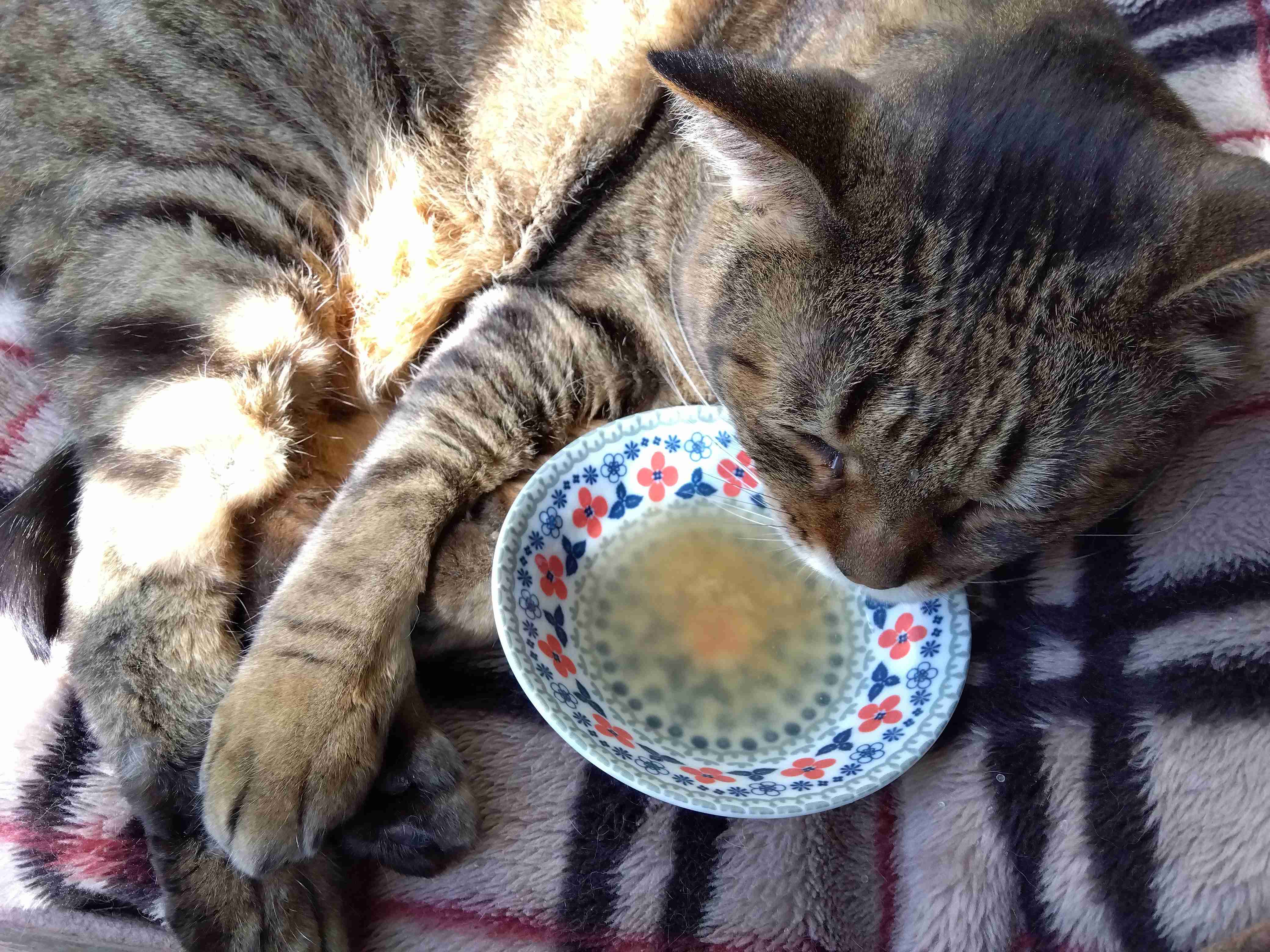 がるちゃん猫カフェ92号店開店しました♫(初めての方も大歓迎♫)