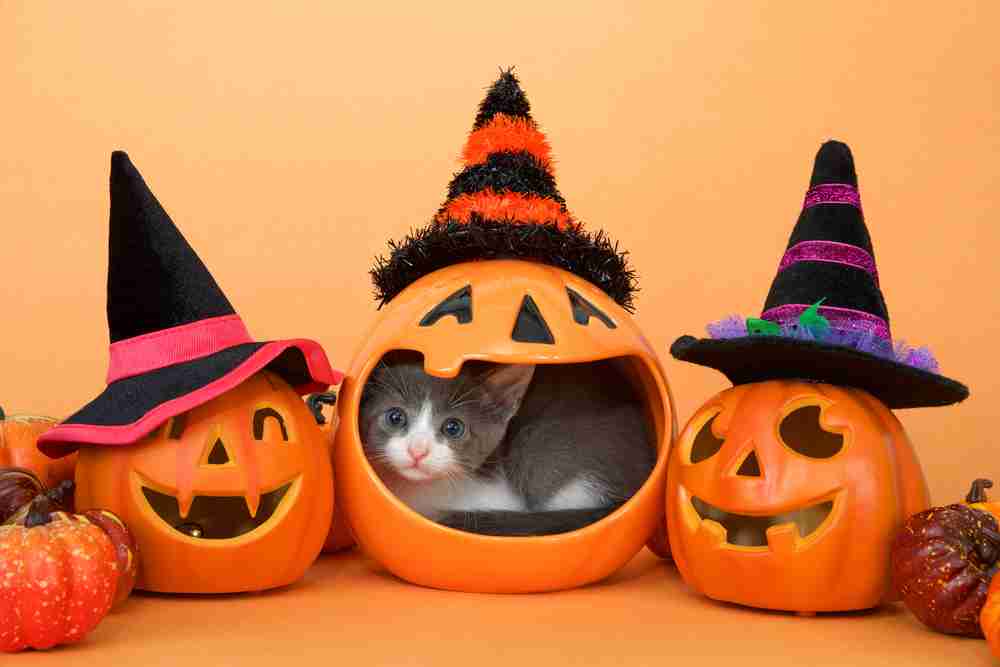 がるちゃん猫カフェ92号店開店しました♫(初めての方も大歓迎♫）