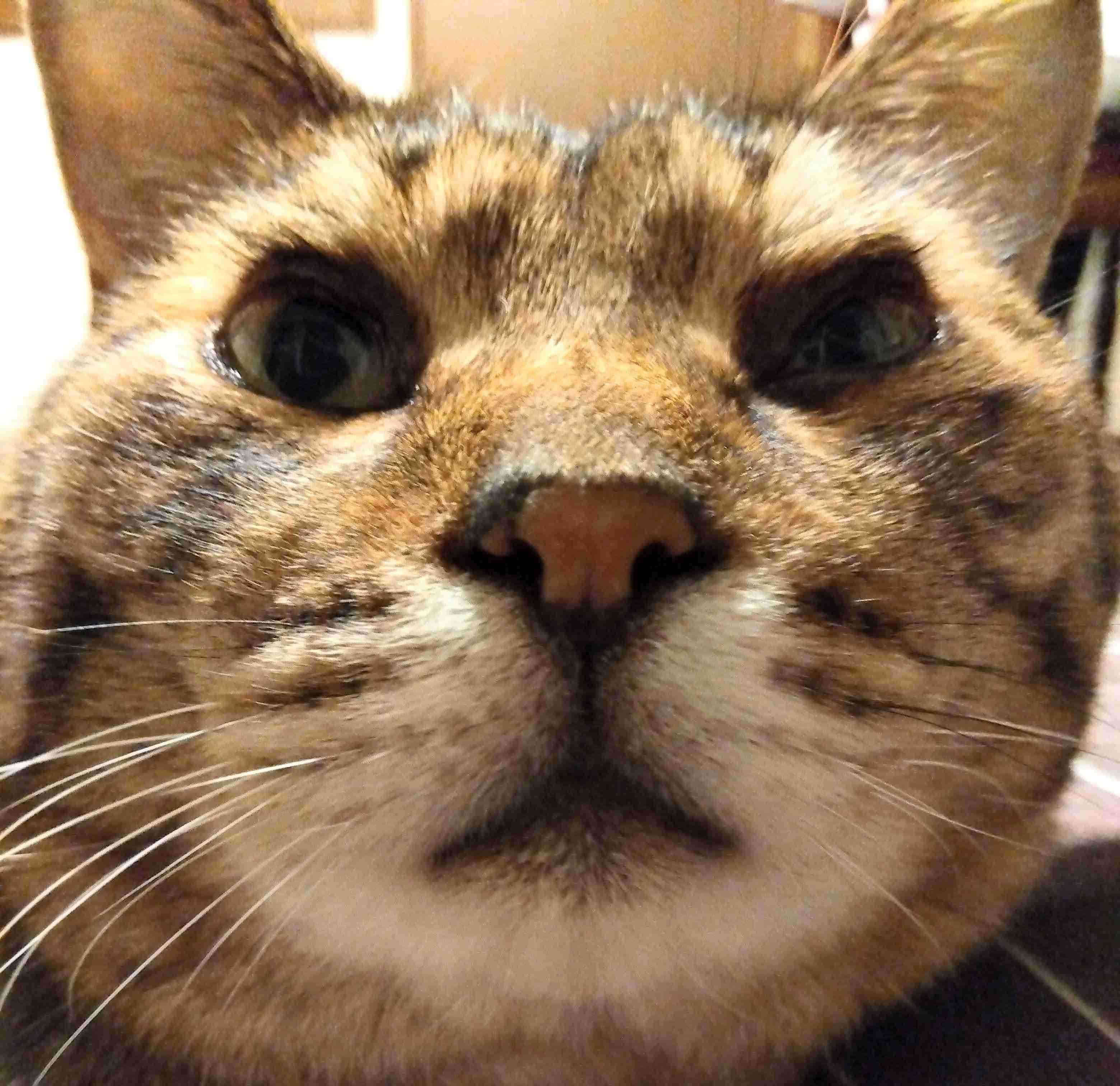 がるちゃん猫カフェ92号店開店しました♫(初めての方も大歓迎♫）