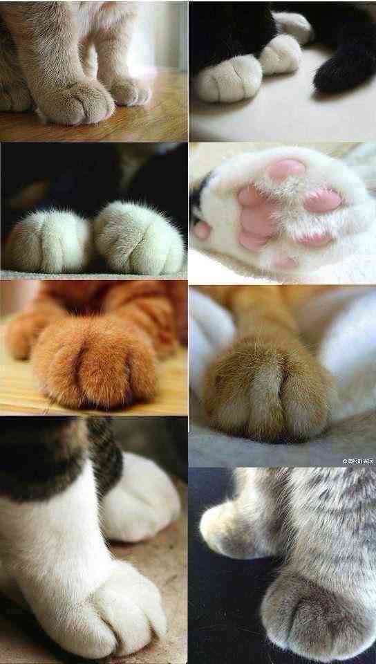 がるちゃん猫カフェ92号店開店しました♫(初めての方も大歓迎♫)