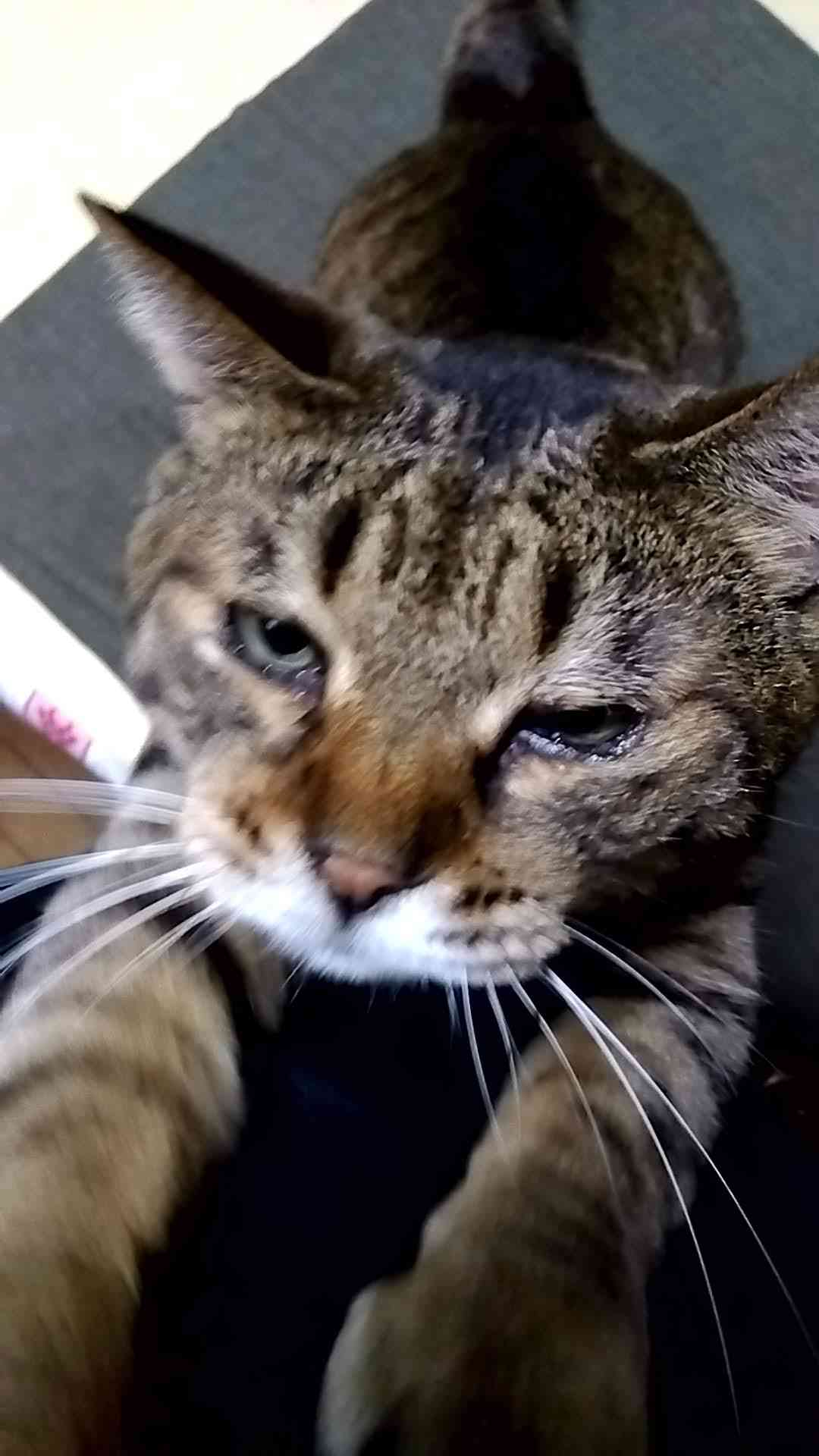 がるちゃん猫カフェ92号店開店しました♫(初めての方も大歓迎♫)