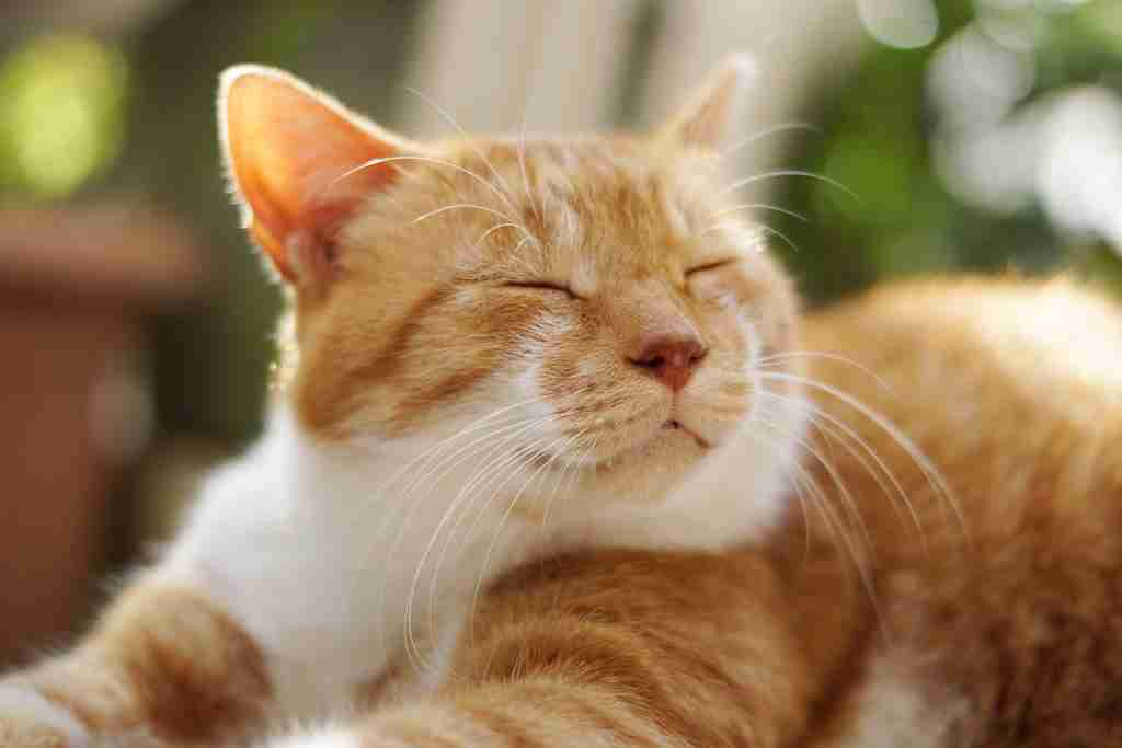 がるちゃん猫カフェ92号店開店しました♫(初めての方も大歓迎♫）