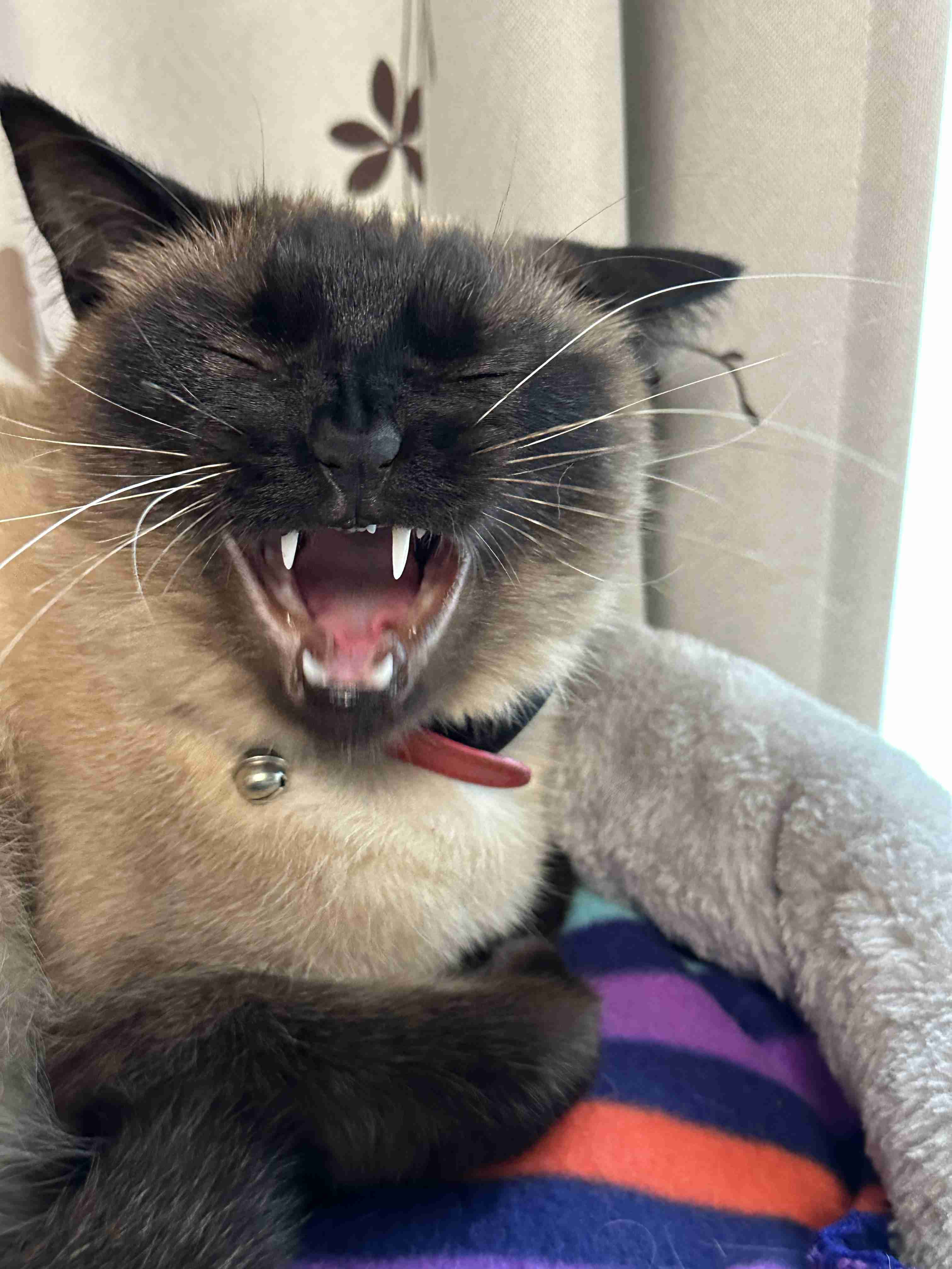 がるちゃん猫カフェ92号店開店しました♫(初めての方も大歓迎♫)