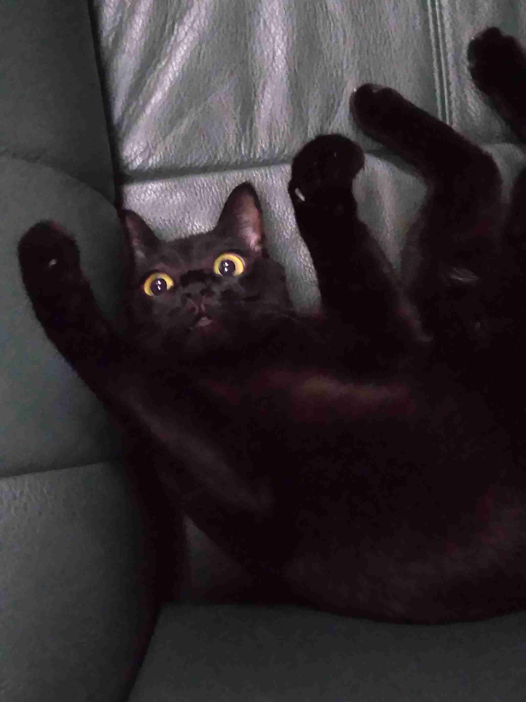 がるちゃん猫カフェ92号店開店しました♫(初めての方も大歓迎♫)