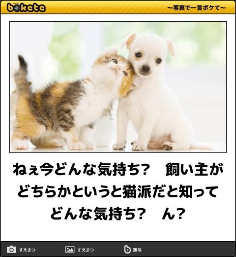 がるちゃん猫カフェ92号店開店しました♫(初めての方も大歓迎♫)