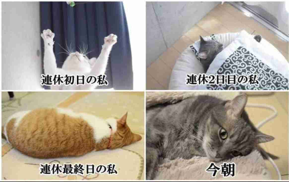 がるちゃん猫カフェ92号店開店しました♫(初めての方も大歓迎♫)