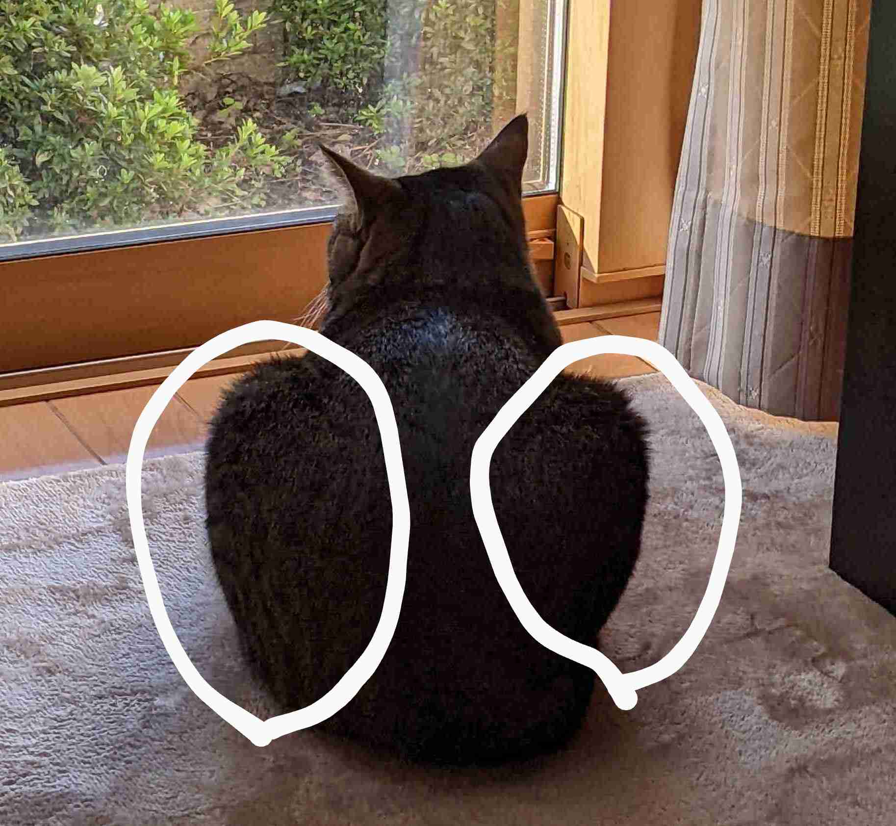 がるちゃん猫カフェ92号店開店しました♫(初めての方も大歓迎♫)