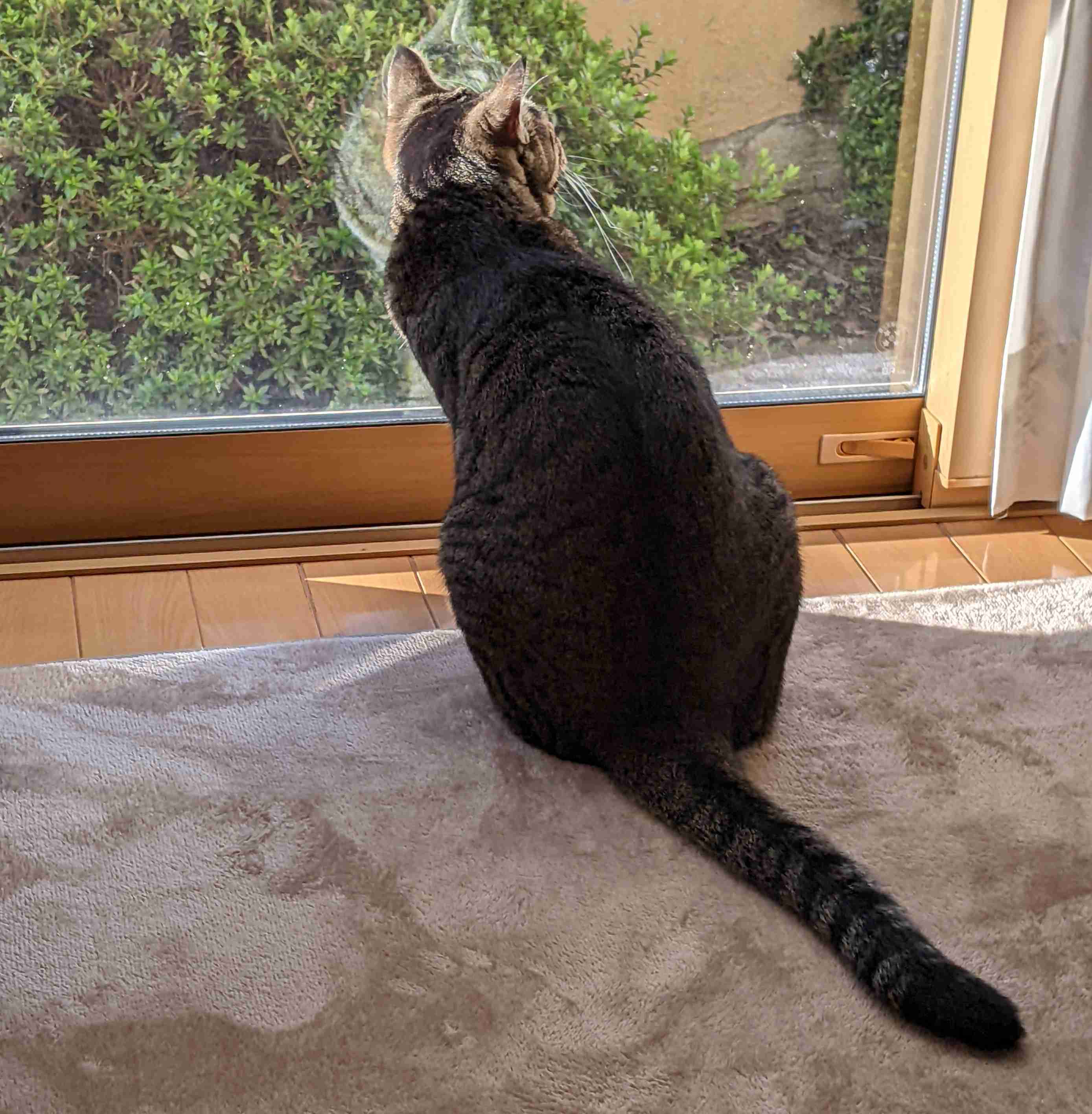 がるちゃん猫カフェ92号店開店しました♫(初めての方も大歓迎♫)