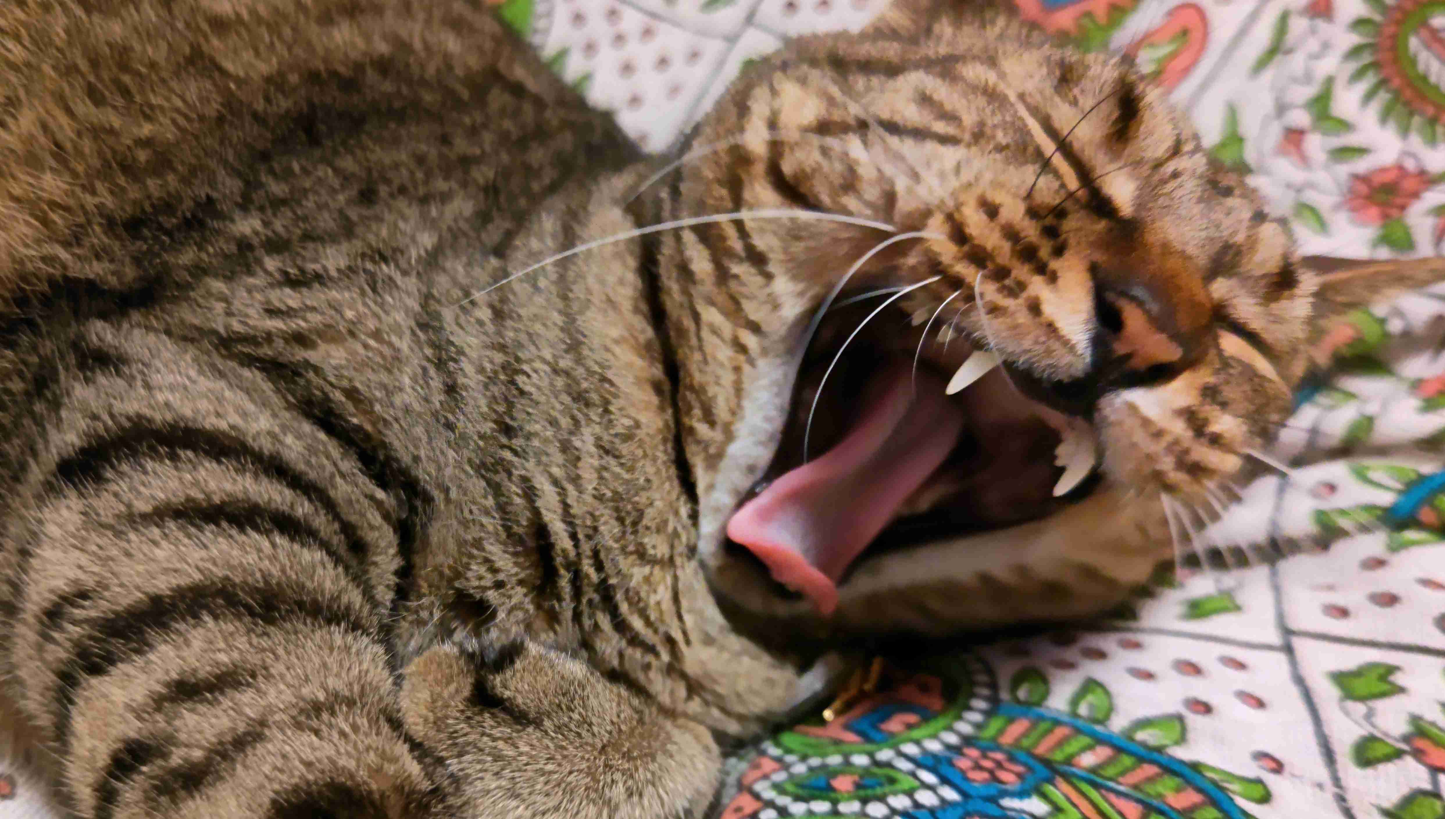 がるちゃん猫カフェ92号店開店しました♫(初めての方も大歓迎♫）