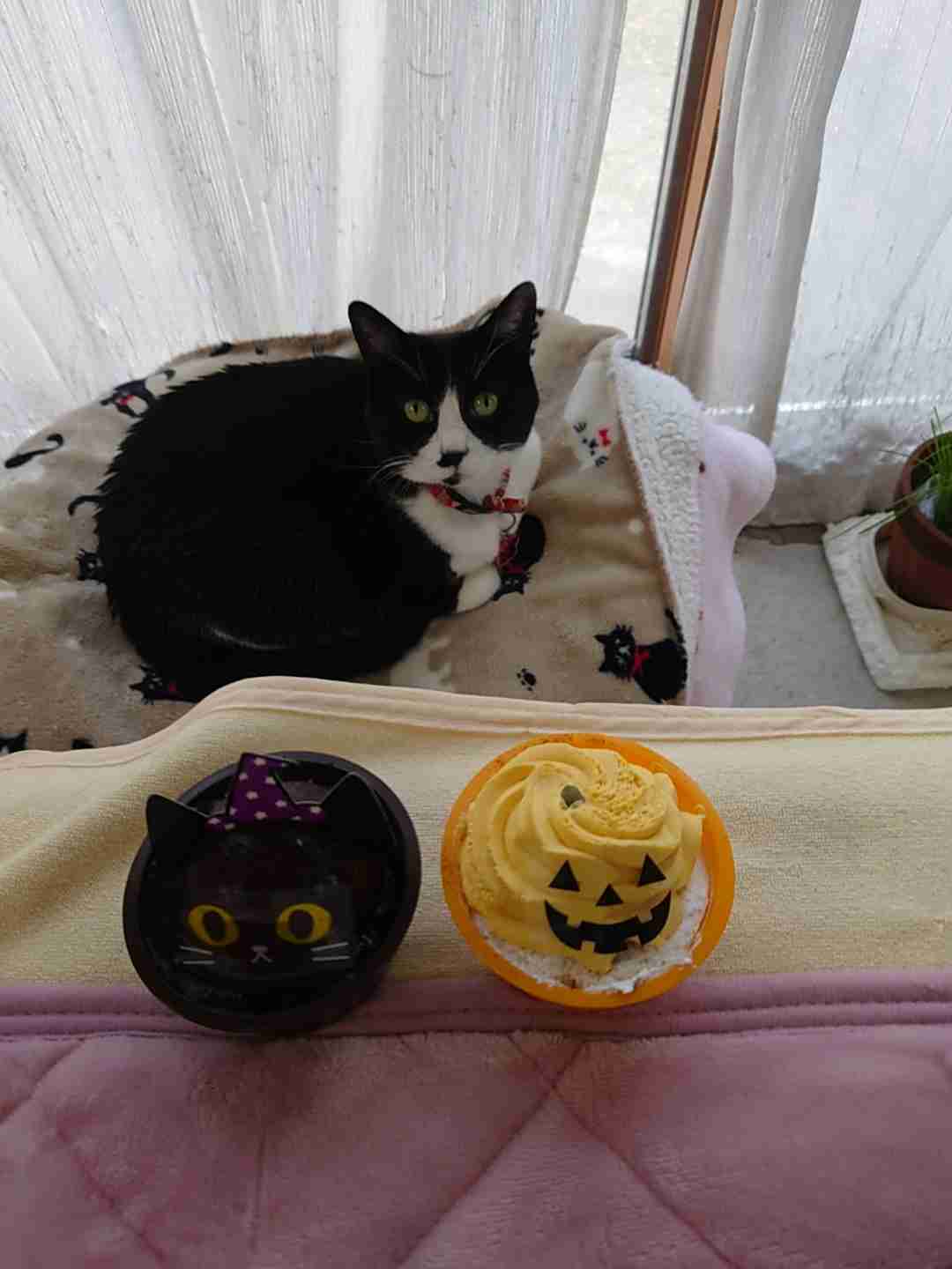 がるちゃん猫カフェ92号店開店しました♫(初めての方も大歓迎♫）