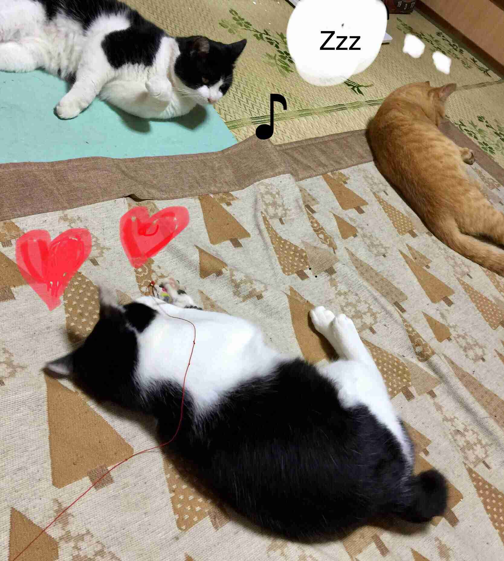 がるちゃん猫カフェ92号店開店しました♫(初めての方も大歓迎♫)