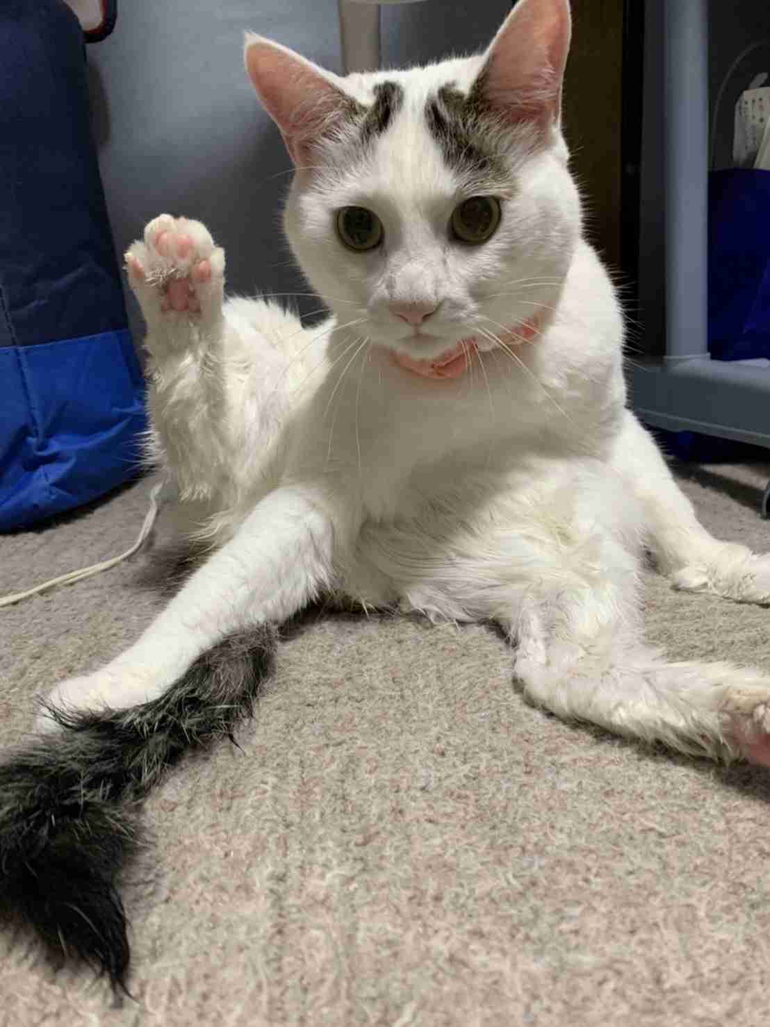 がるちゃん猫カフェ92号店開店しました♫(初めての方も大歓迎♫）