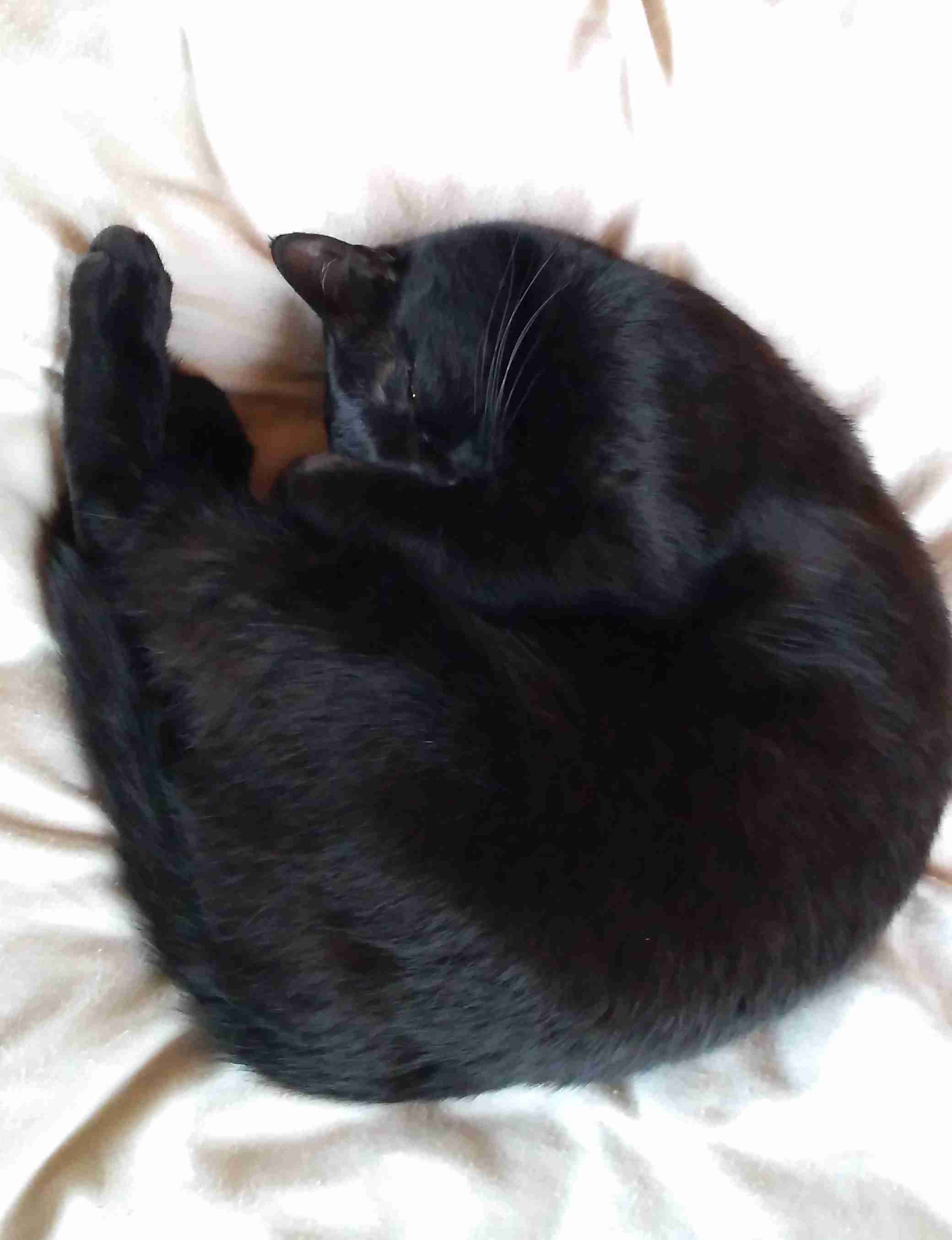 がるちゃん猫カフェ92号店開店しました♫(初めての方も大歓迎♫)