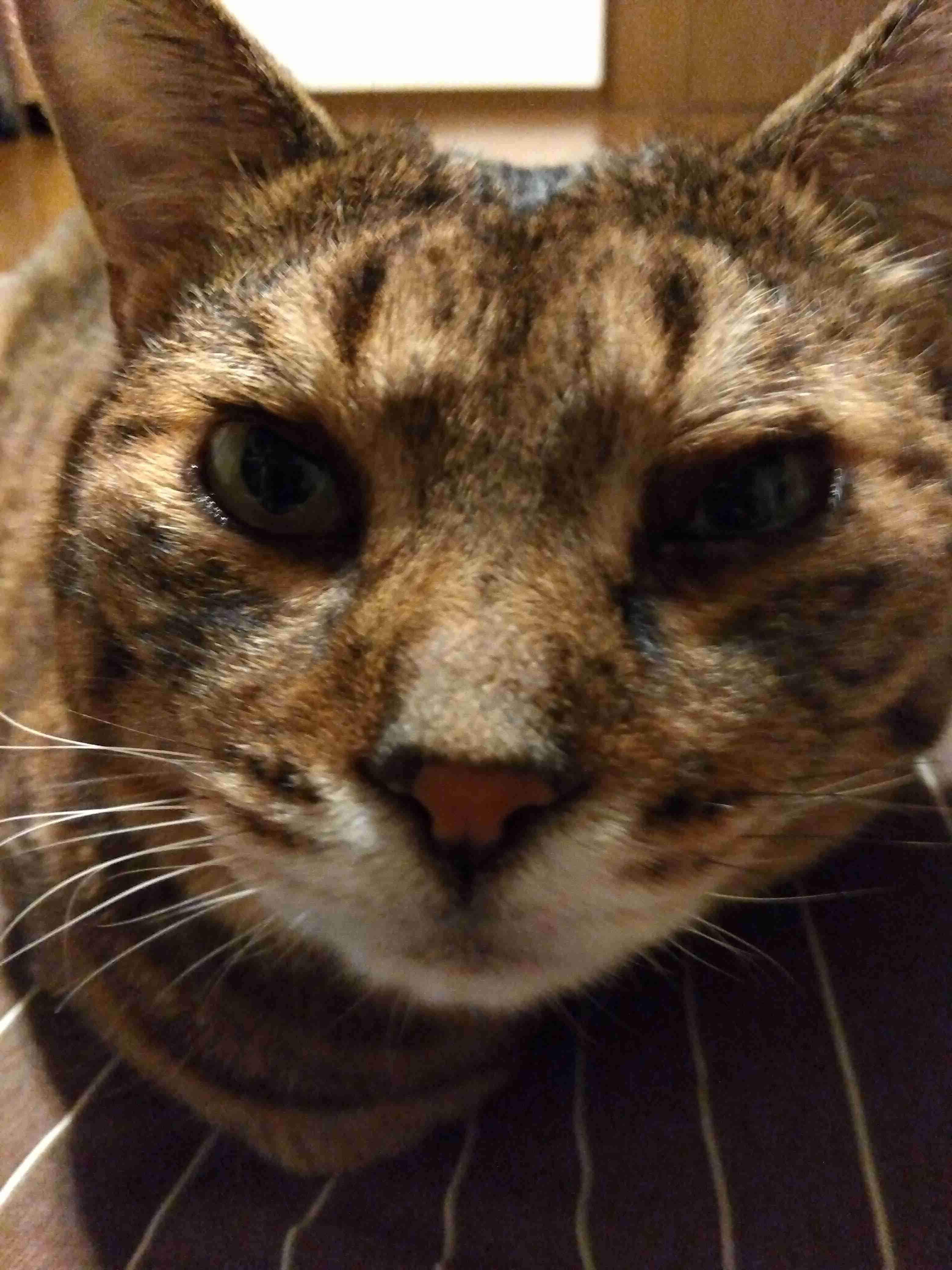 がるちゃん猫カフェ92号店開店しました♫(初めての方も大歓迎♫)