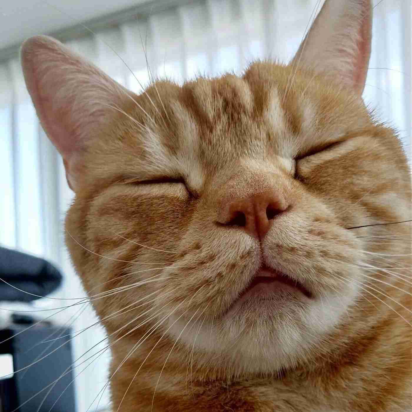 がるちゃん猫カフェ92号店開店しました♫(初めての方も大歓迎♫)